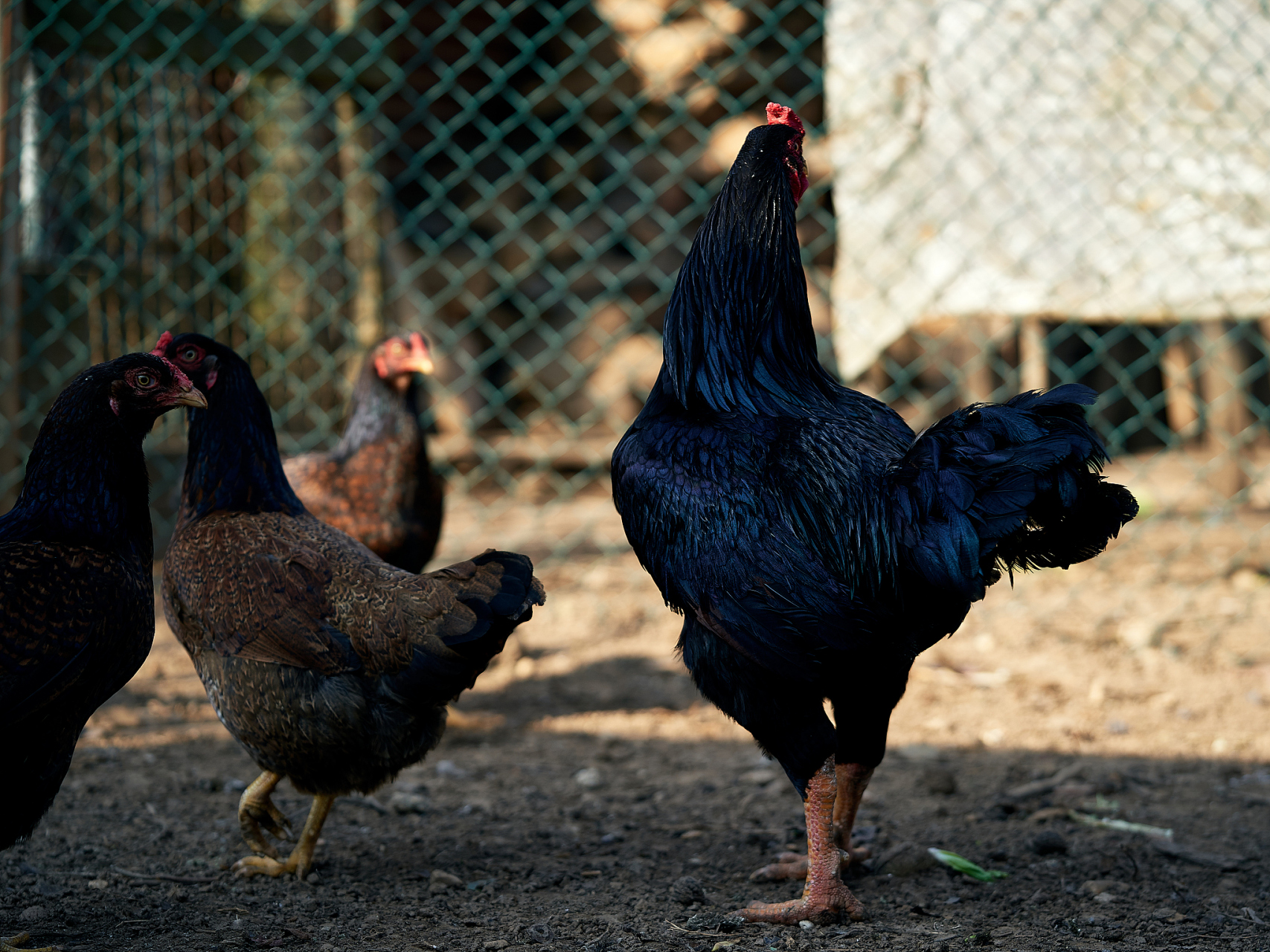 五黑鸡全国价格行情 ,2023年07月20日产地/工厂最新价表 2023年07月20