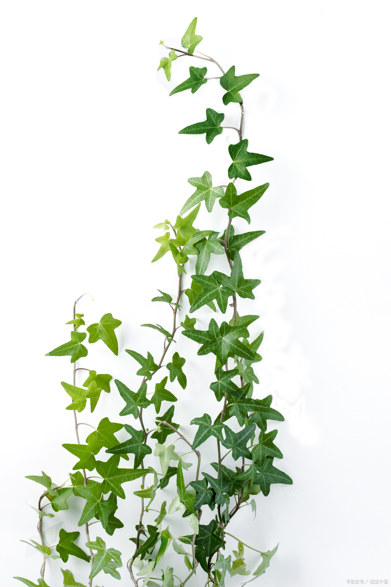 绿色魅影:不开花植物的三大绝美之类