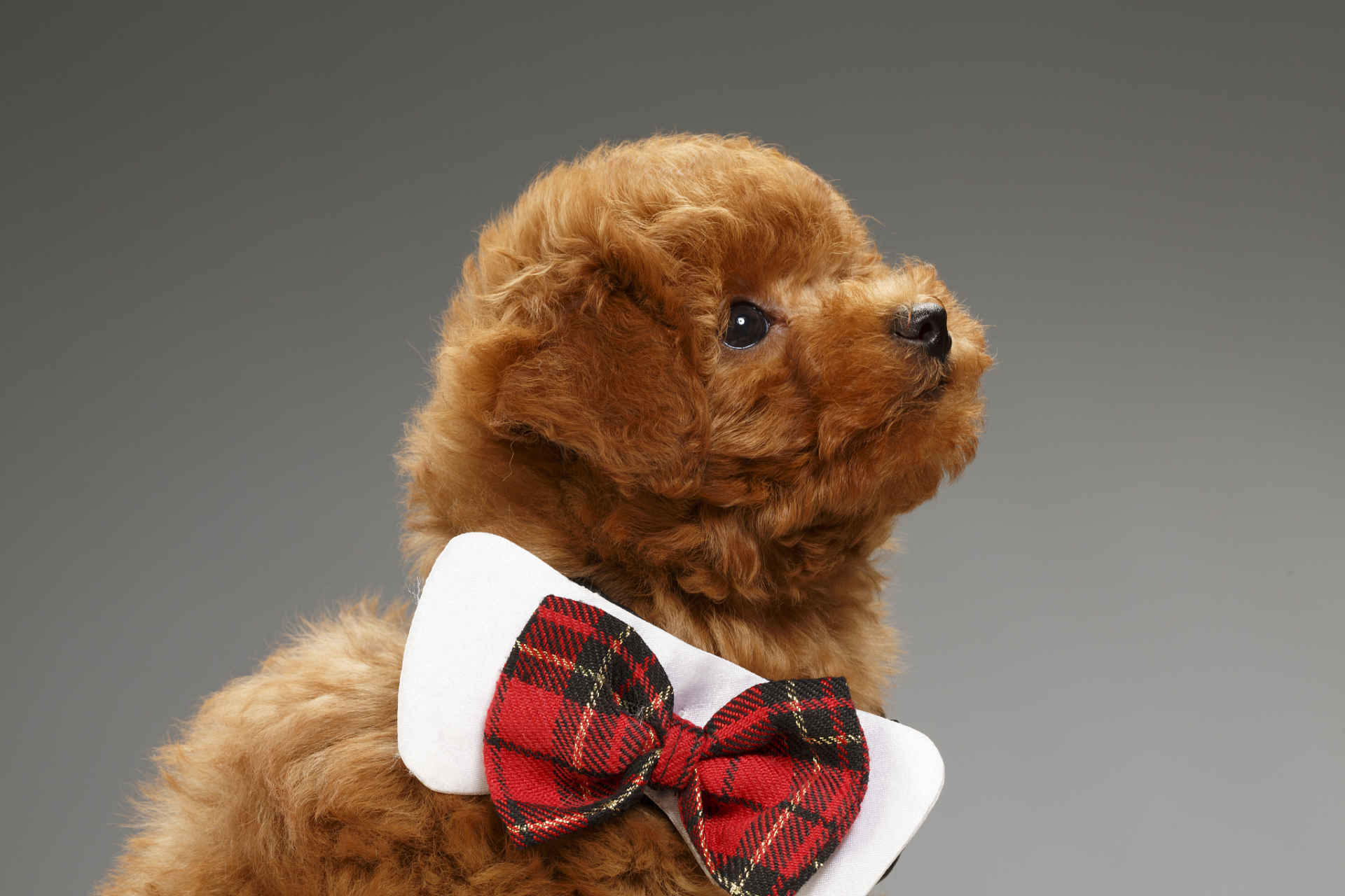 泰迪犬是一种可爱,受欢迎的狗狗品种,毛发小碎卷,颜色多样.