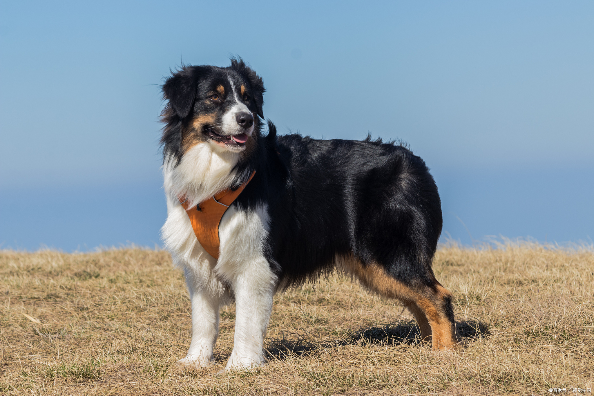 苏格兰牧羊犬短毛型图片