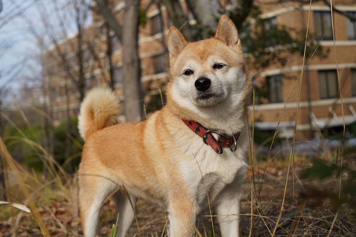 田园犬,中国本土的宝藏狗狗.