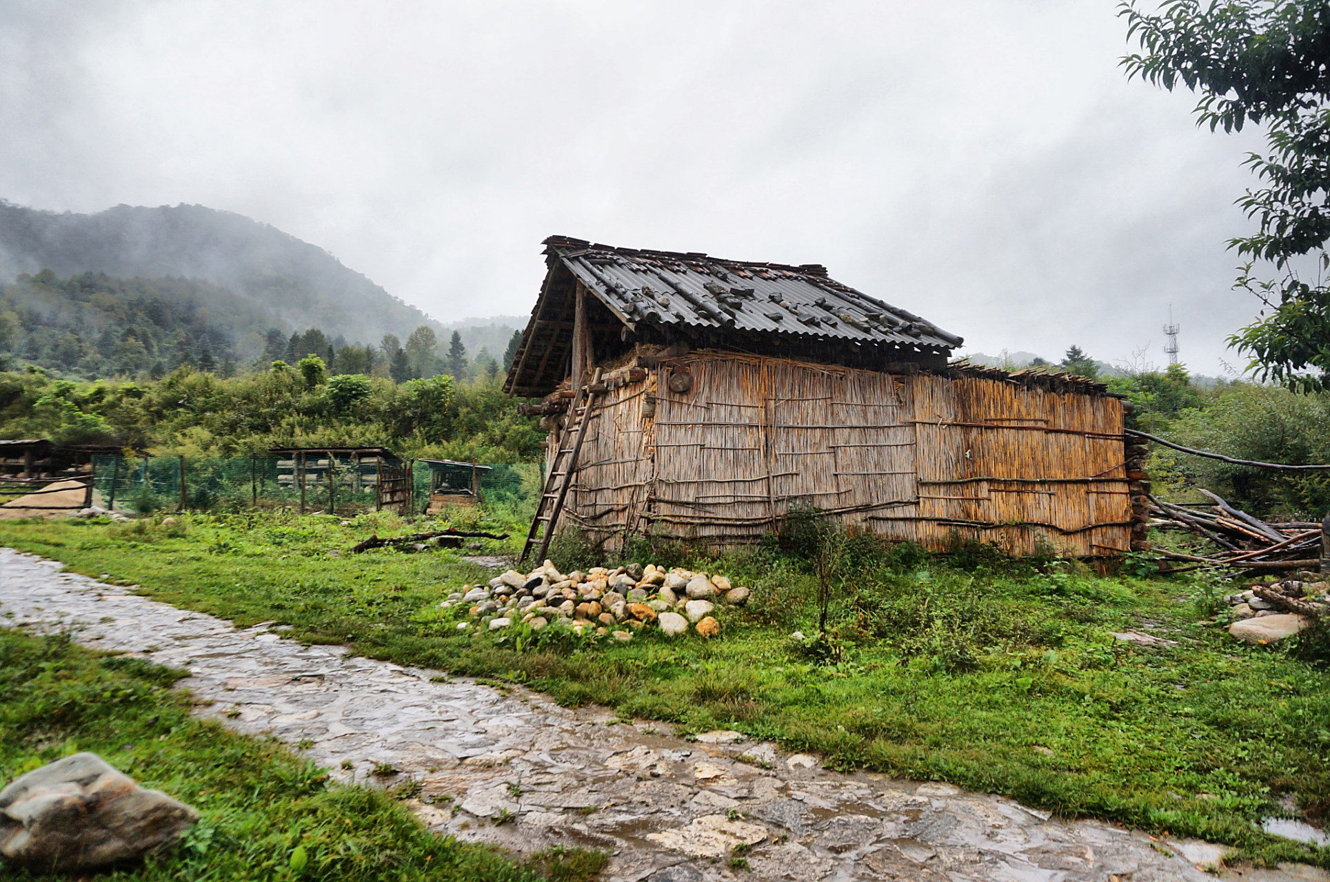 深山老林,有幸相识 我藏匿起来,隐居在这里  身边是青藤缠绕的树木