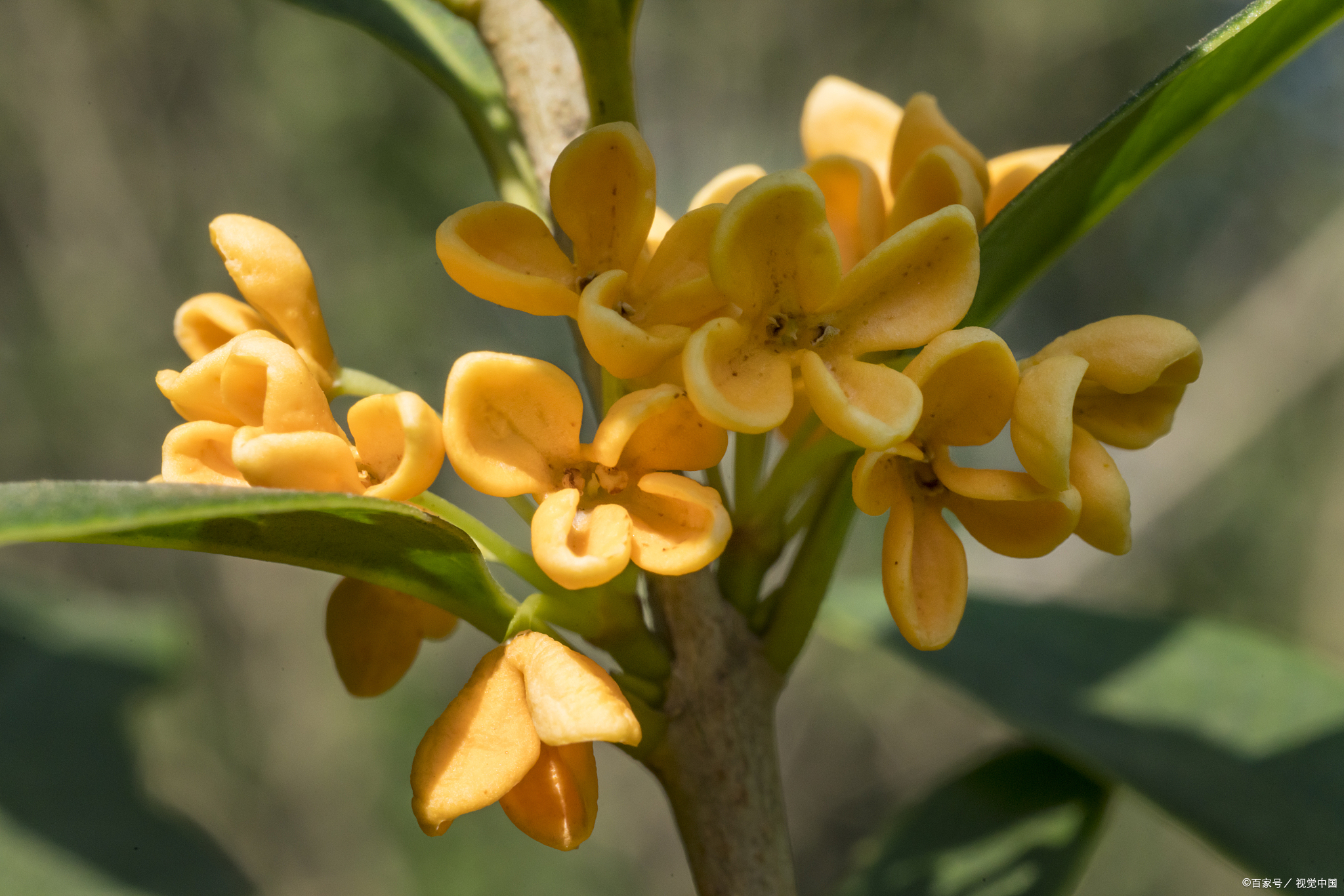 清可荡涤,浓可致远:一年秋意浓,桂花十里香