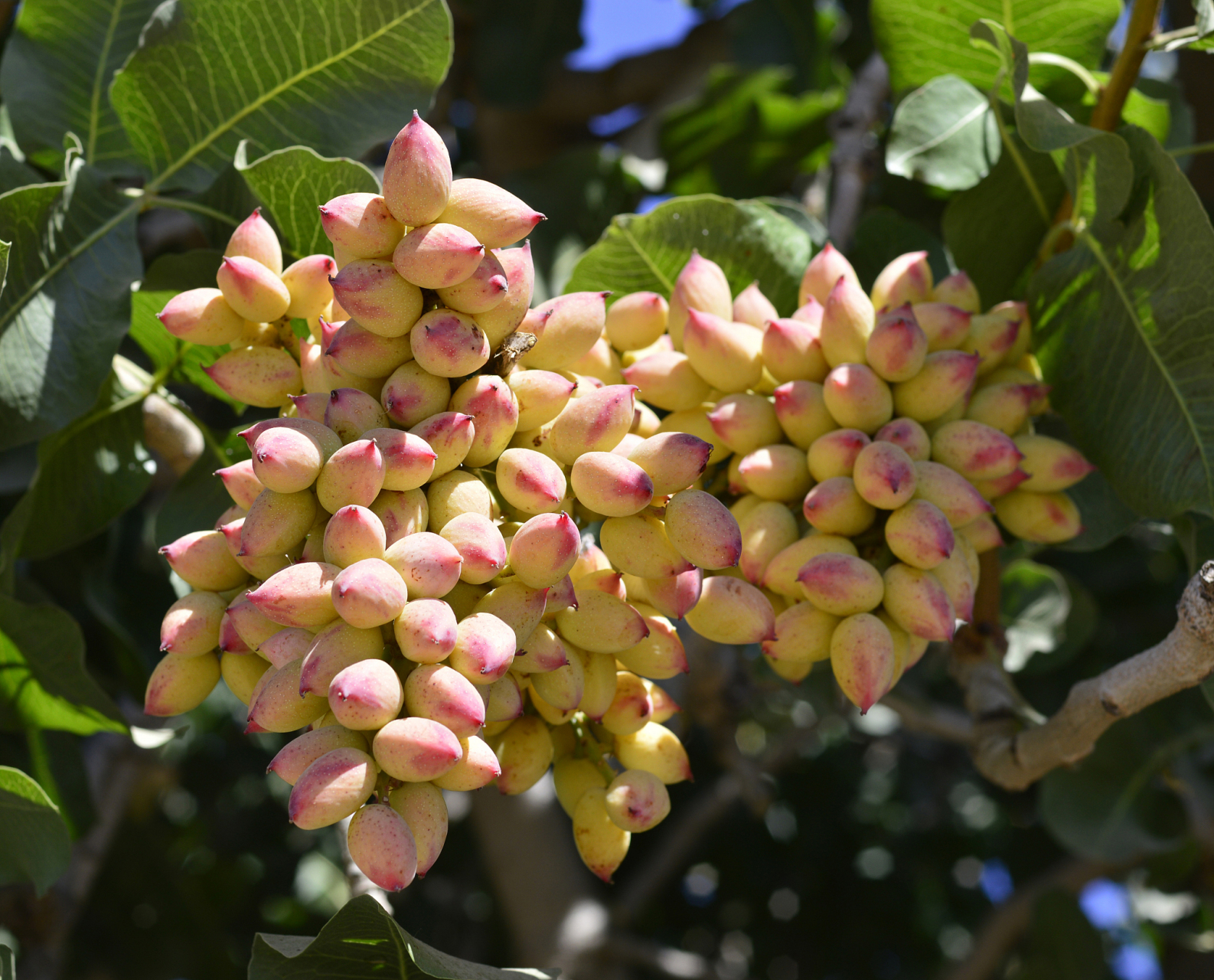 开心果是漆树科黄连木属阿月浑子树的果实,原产于伊朗和叙利亚,现在已