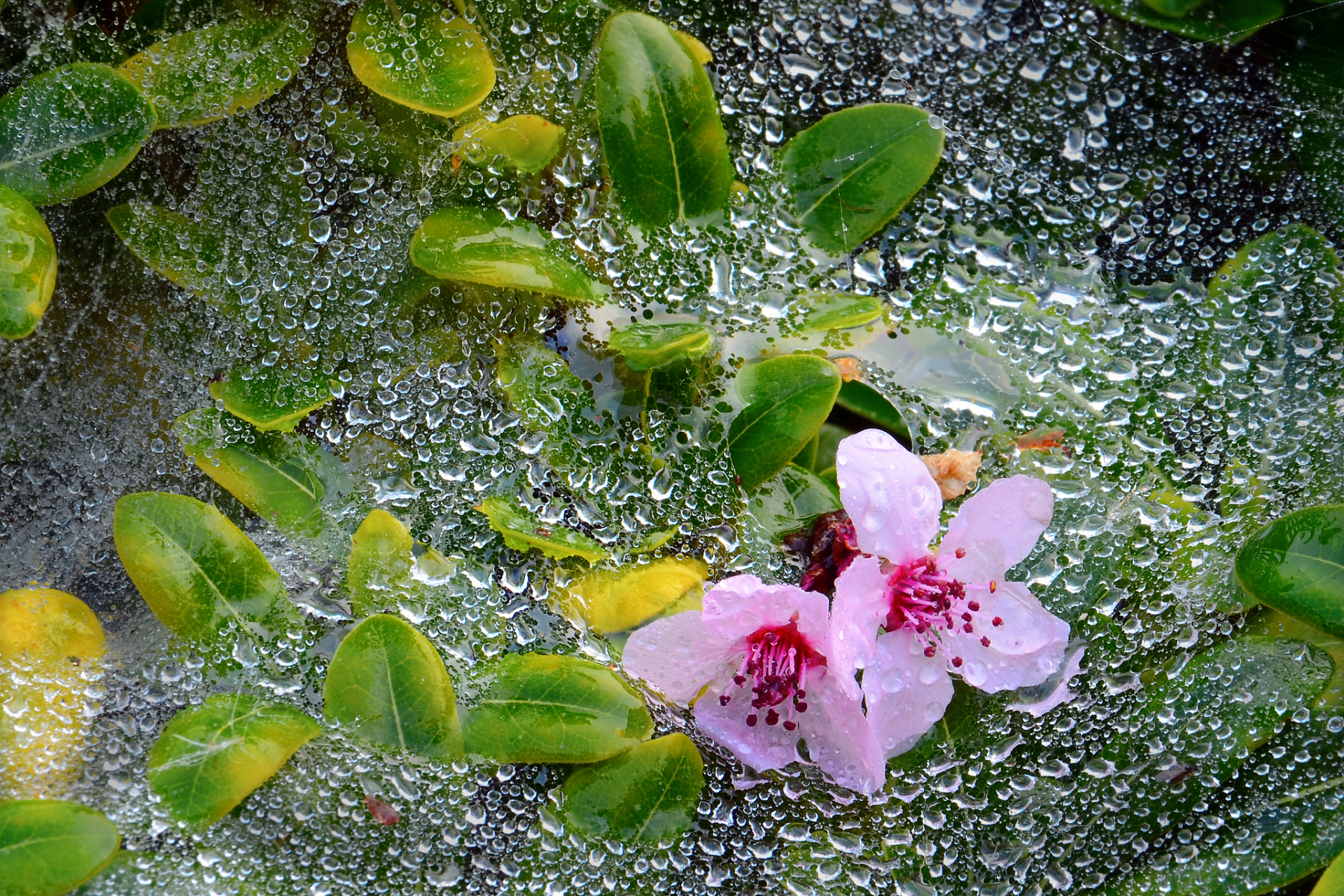 吉祥雨的图片图片