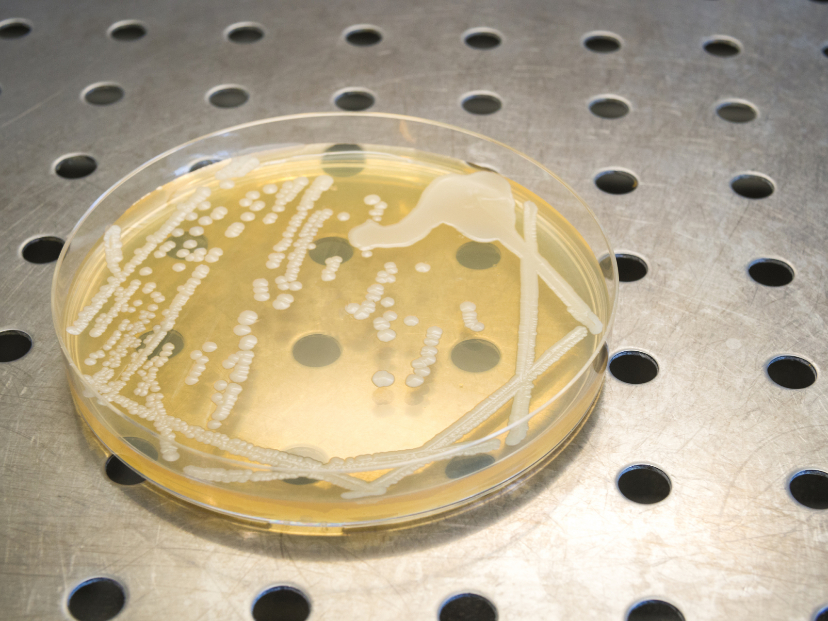 抑菌实验用于测定抗菌药物体外抑制细菌生长的效力,包括药物贮存液