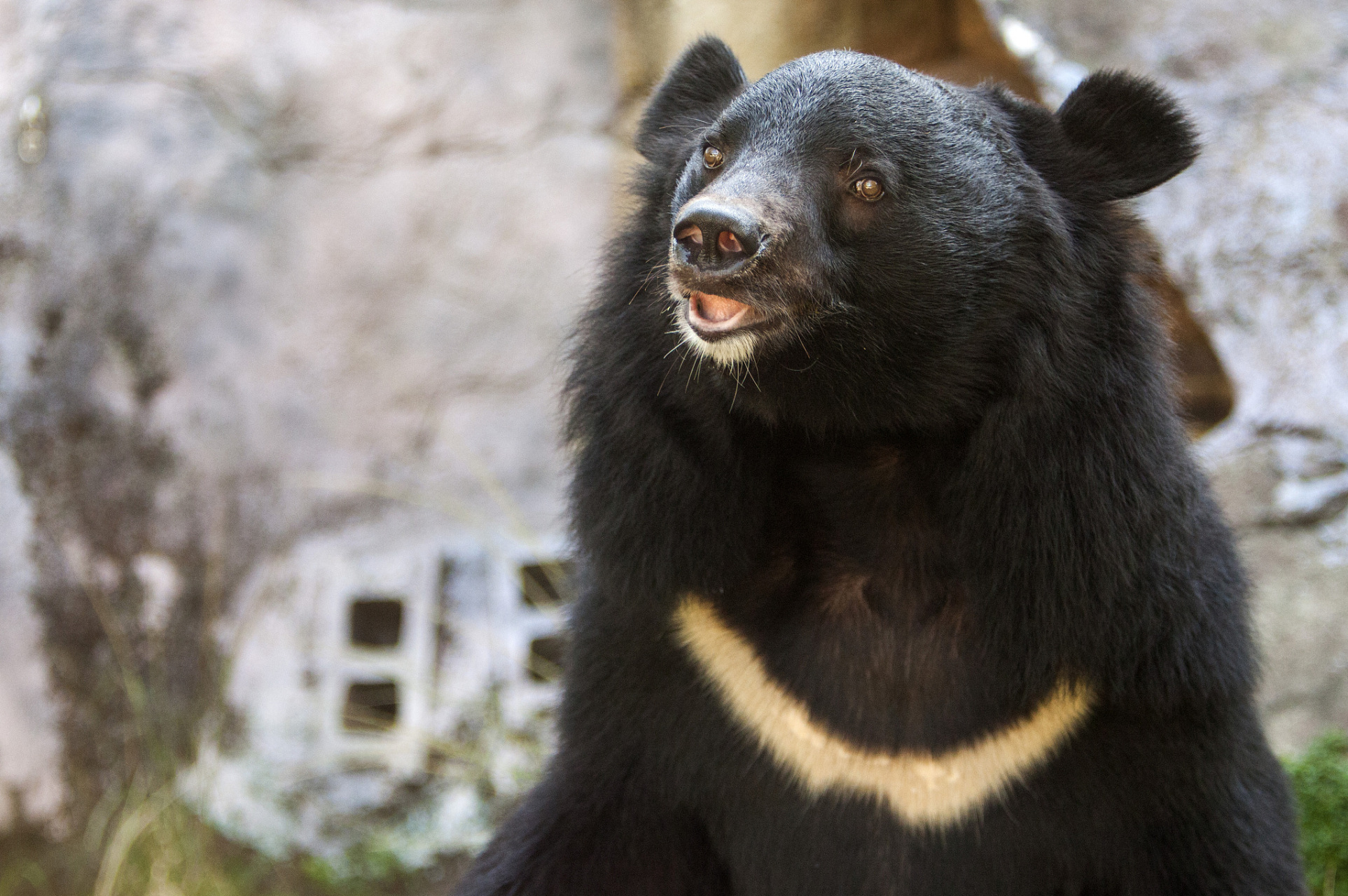 黑熊冬眠时间长达5-7个月,选择安全洞穴作为冬眠场所,储存大量脂肪以