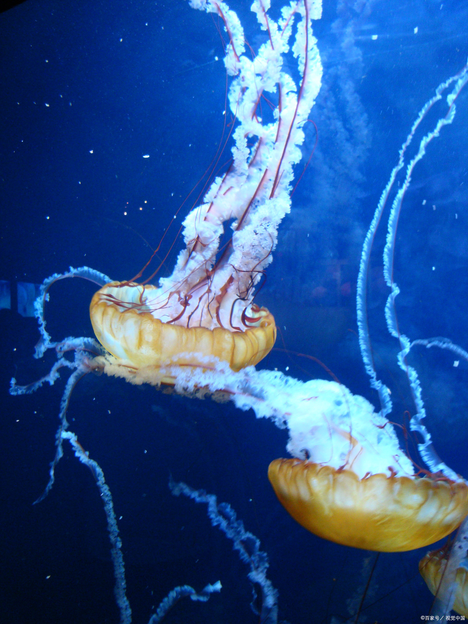 "水"好基友:揭秘僧帽水母的神奇生存之道