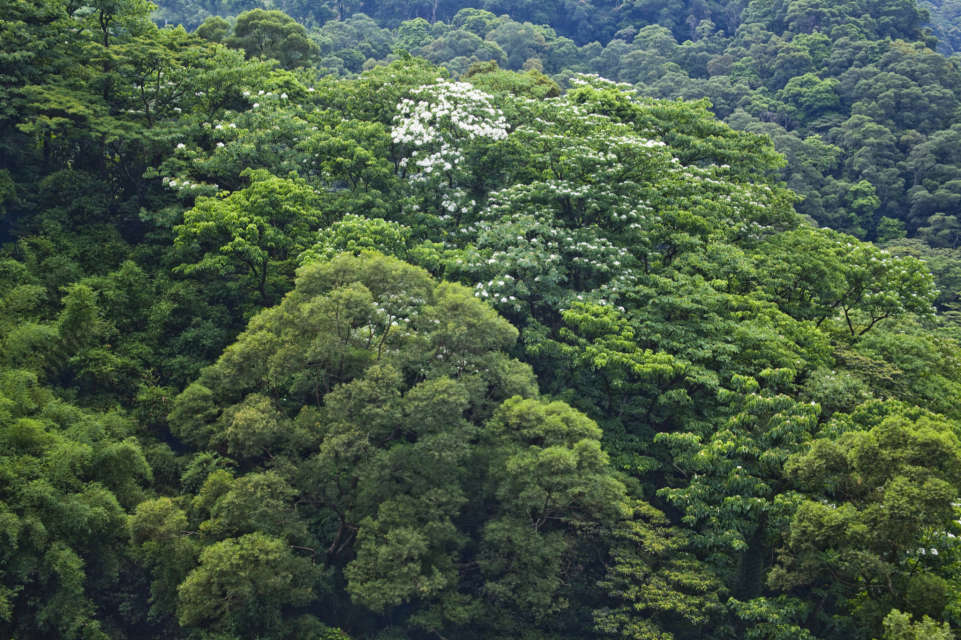 混交林是两个或两个以上的树种组成的林分,并且其中任何一个树种的