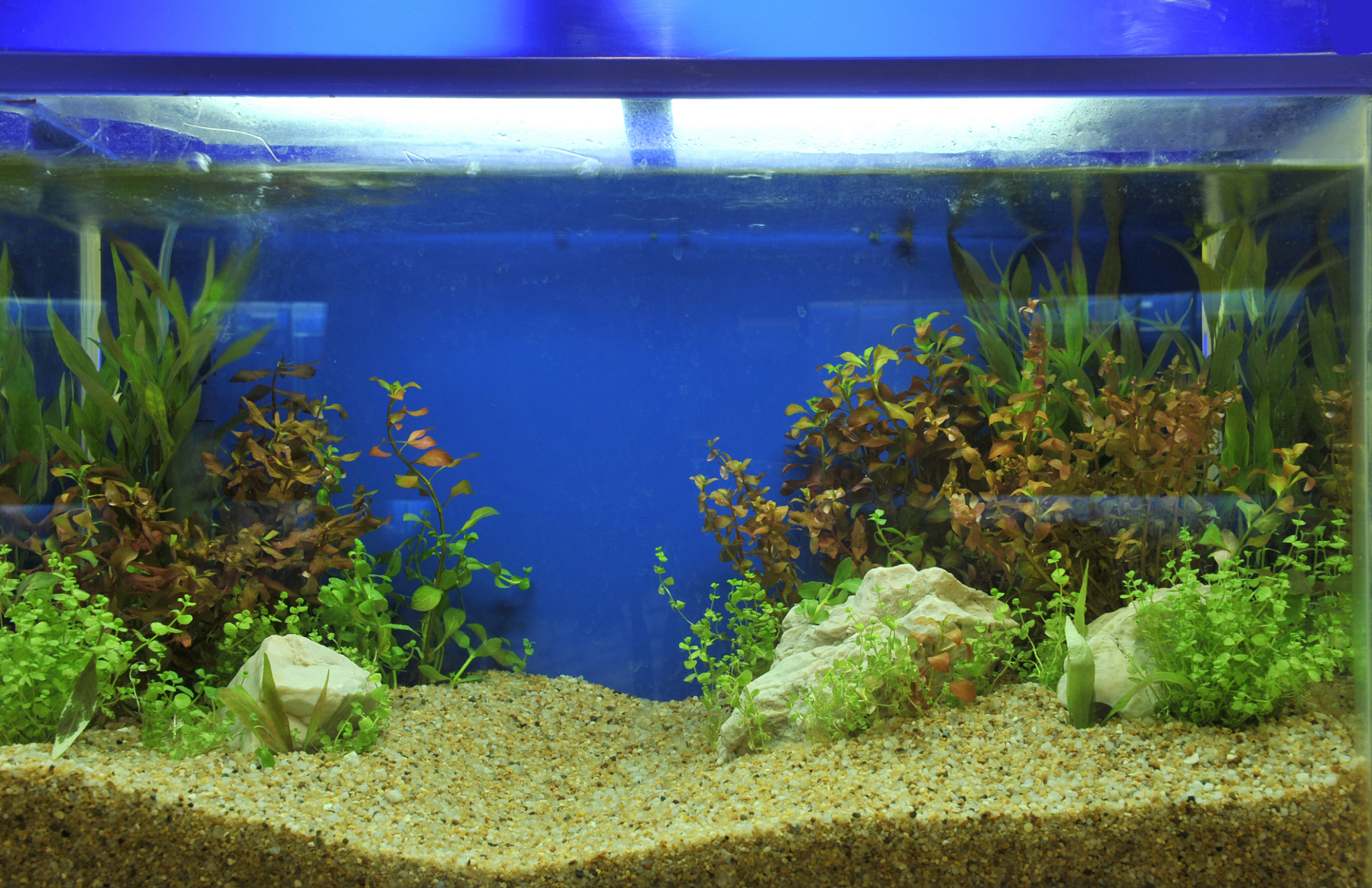 鱼缸水浑浊由以下原因导致:颗粒杂质过多,化学物质添加不当,微生物过