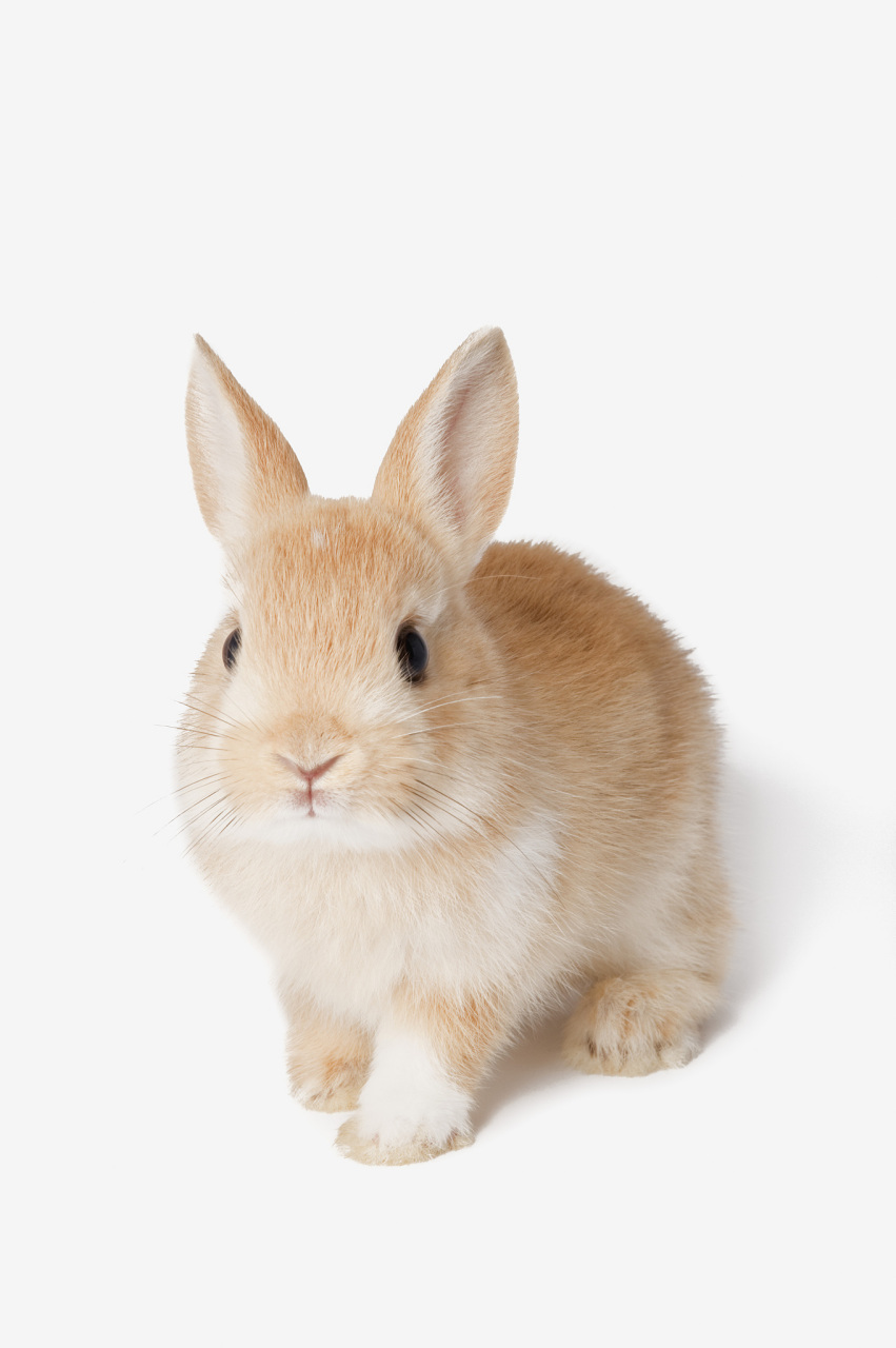 在绘画的世界里,兔子一直是一个备受喜爱的主题.