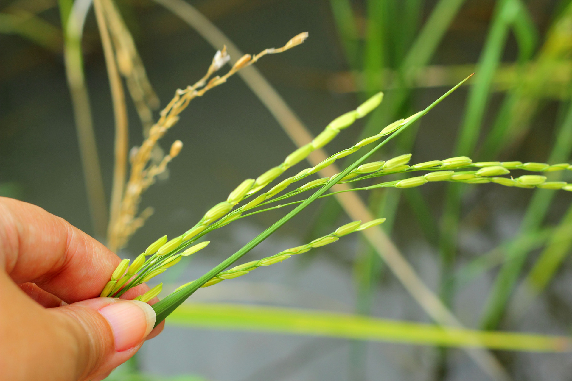 水稻叶龄怎么识别?