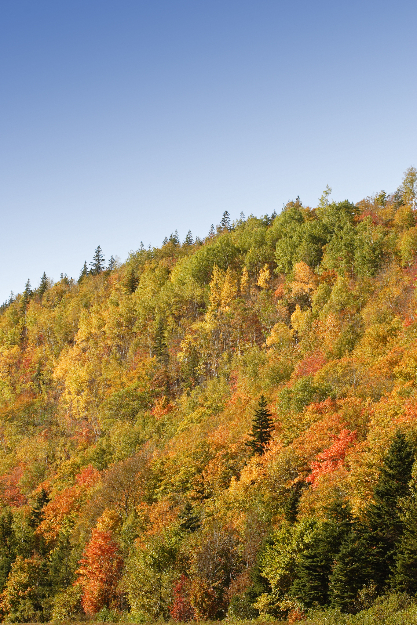 秋风送爽,红叶如火,历山的秋天仿佛是一幅