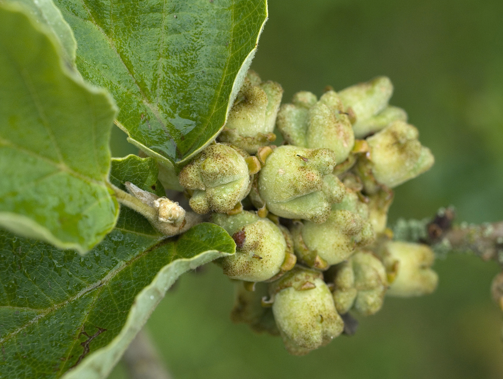 现在很多中医也都在加减配伍使用,大家可以点