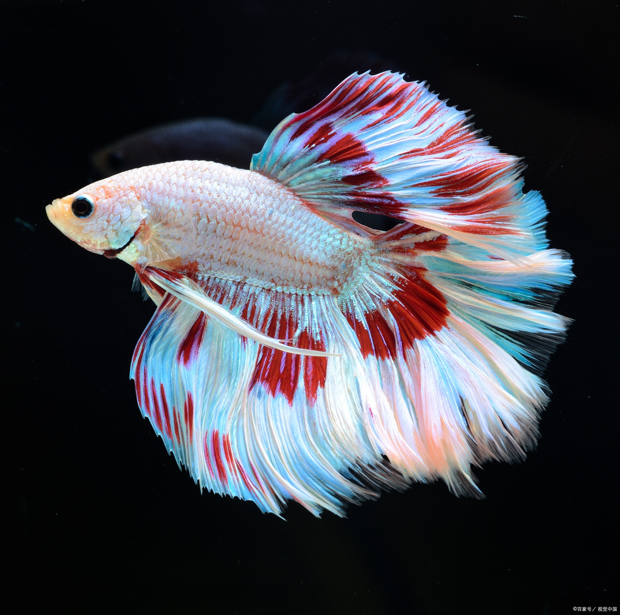 热带淡水孔雀鱼怎么养