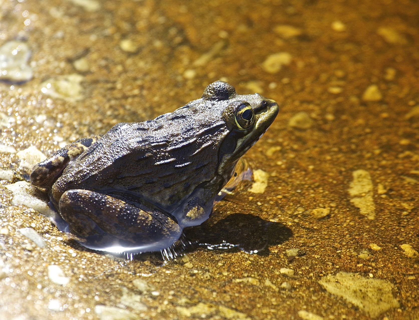 黑斑青蛙的养殖技术  黑斑蛙,又称黑斑侧褶蛙或黑斑蛙,是一种广泛分布