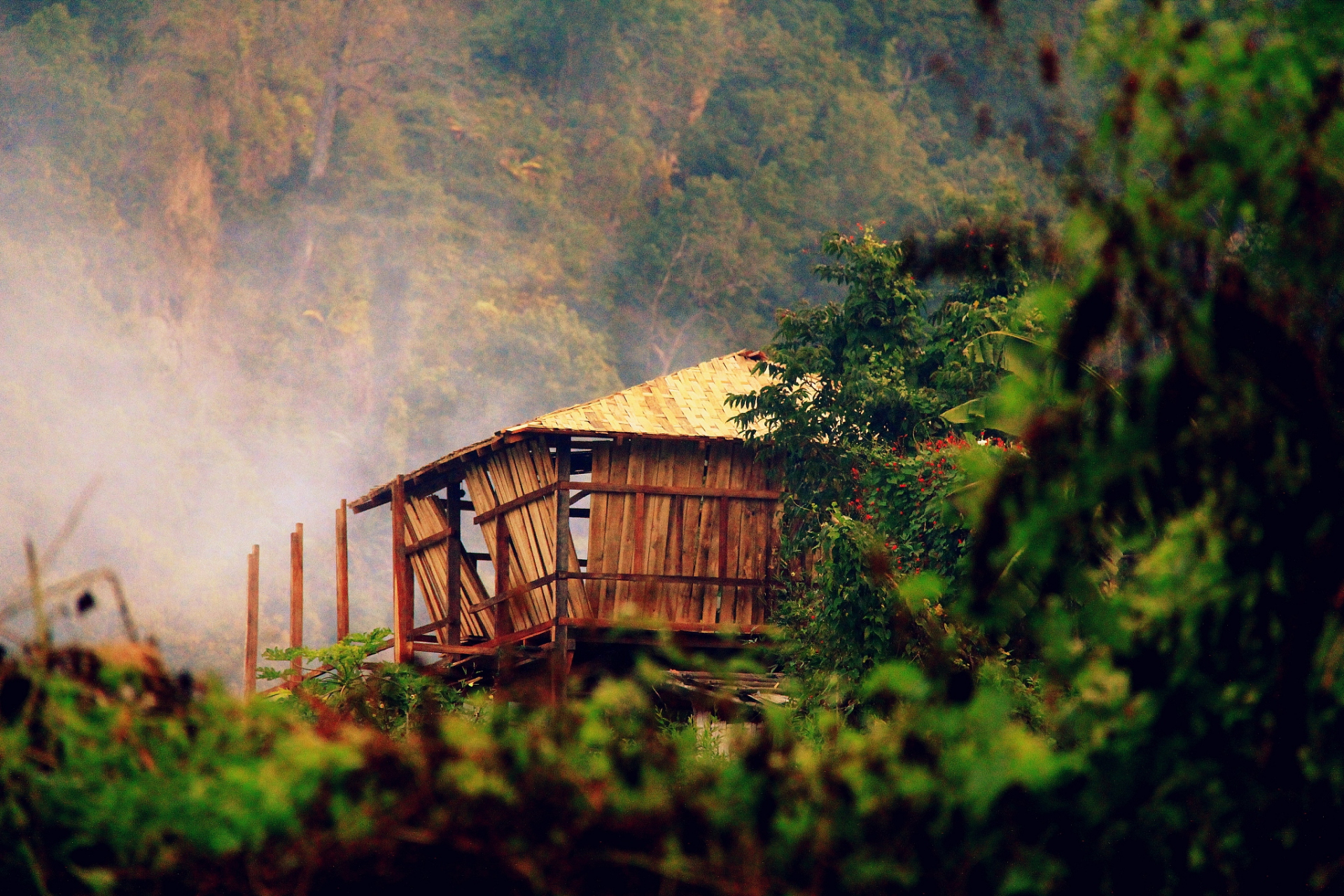 深山老林,有幸相识 我藏匿起来,隐居在这里  身边是青藤缠绕的树木