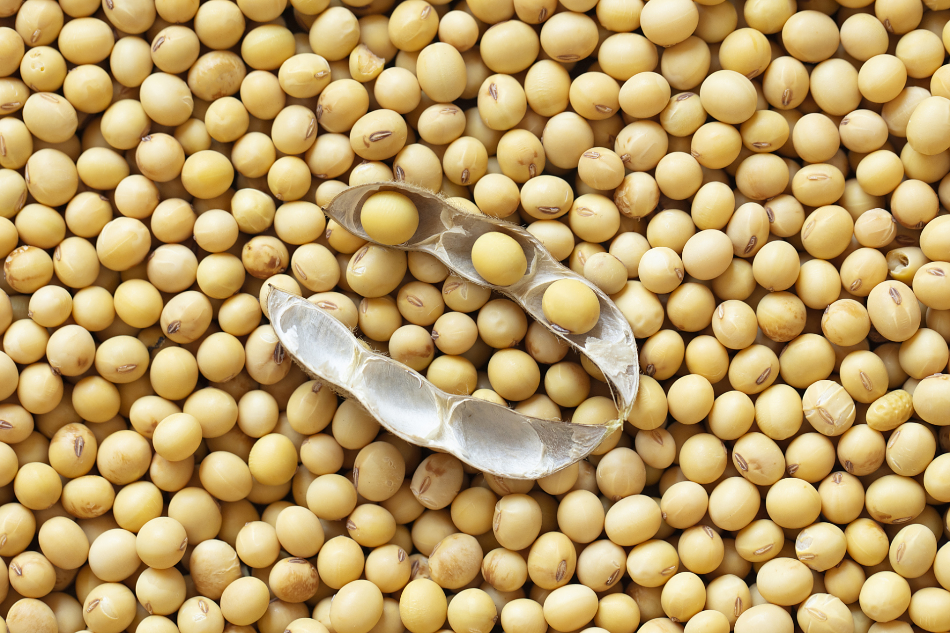 **  想要做出美味的黄豆,选材