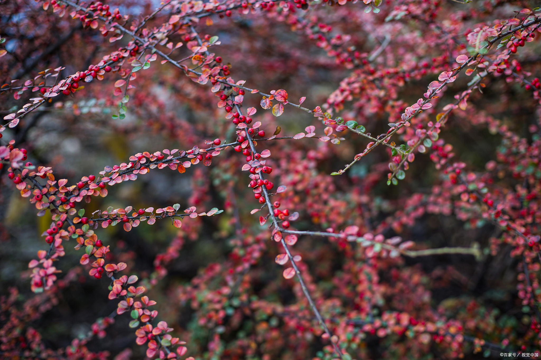 水栒子的园林应用:美化环境,增添绿意