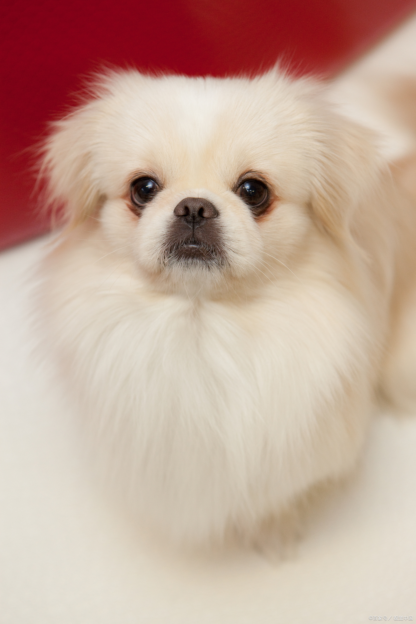 他养的狗,不仅肥嘟嘟的,皮毛也特别干净.