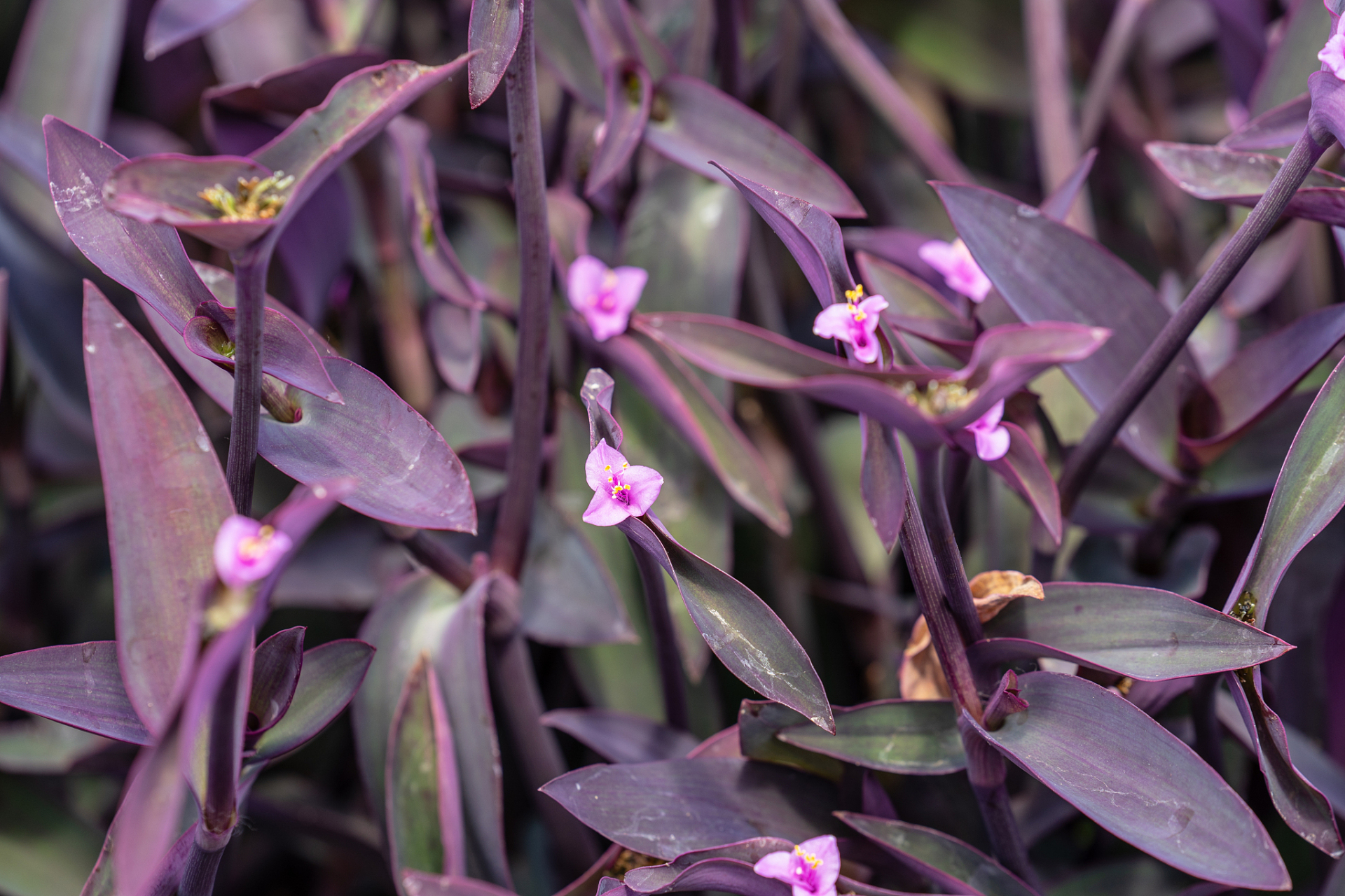 盆栽紫竹梅适合什么季节养殖?