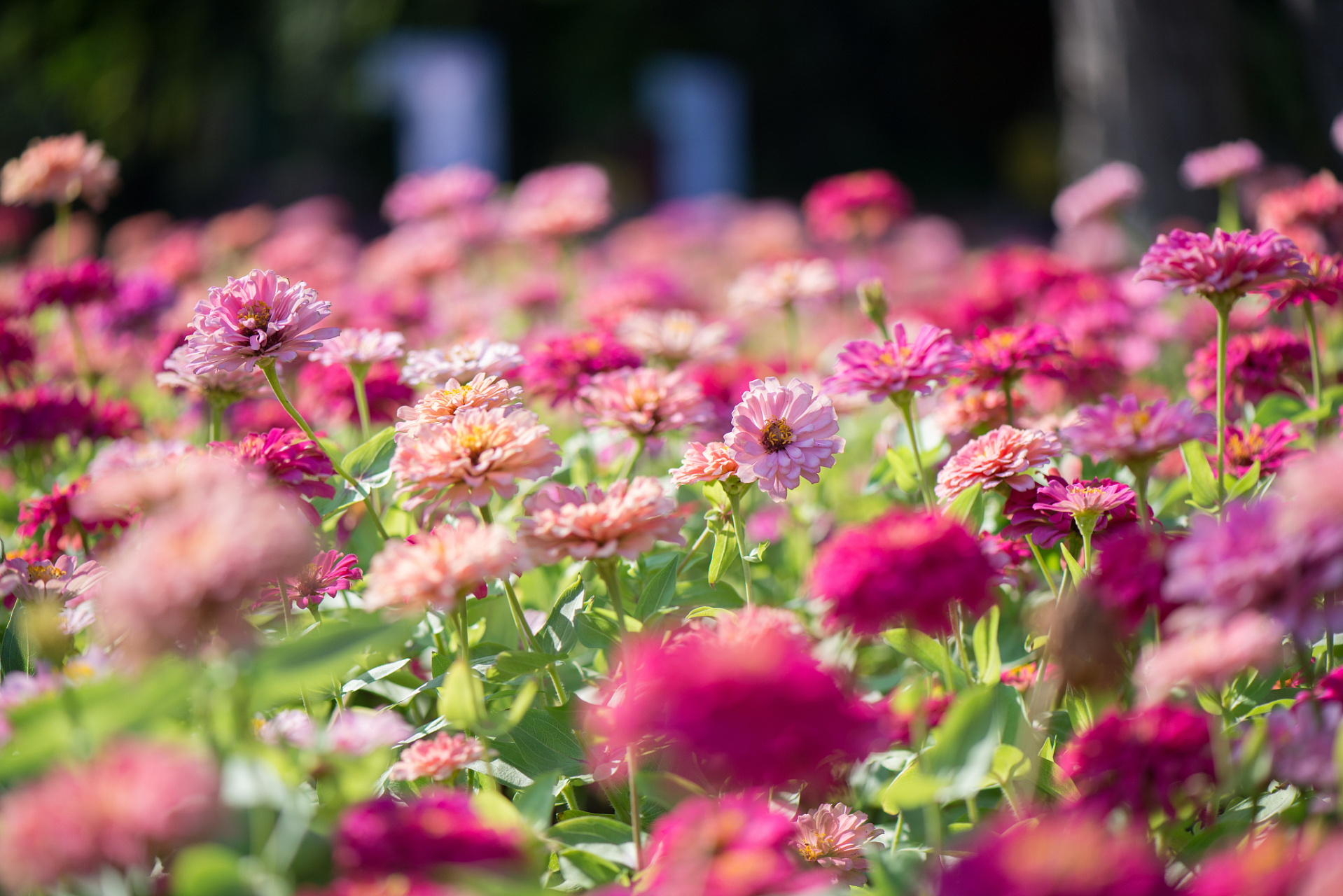 欣赏真善美已经时间很紧,为啥把注意力放在假恶丑上呢?