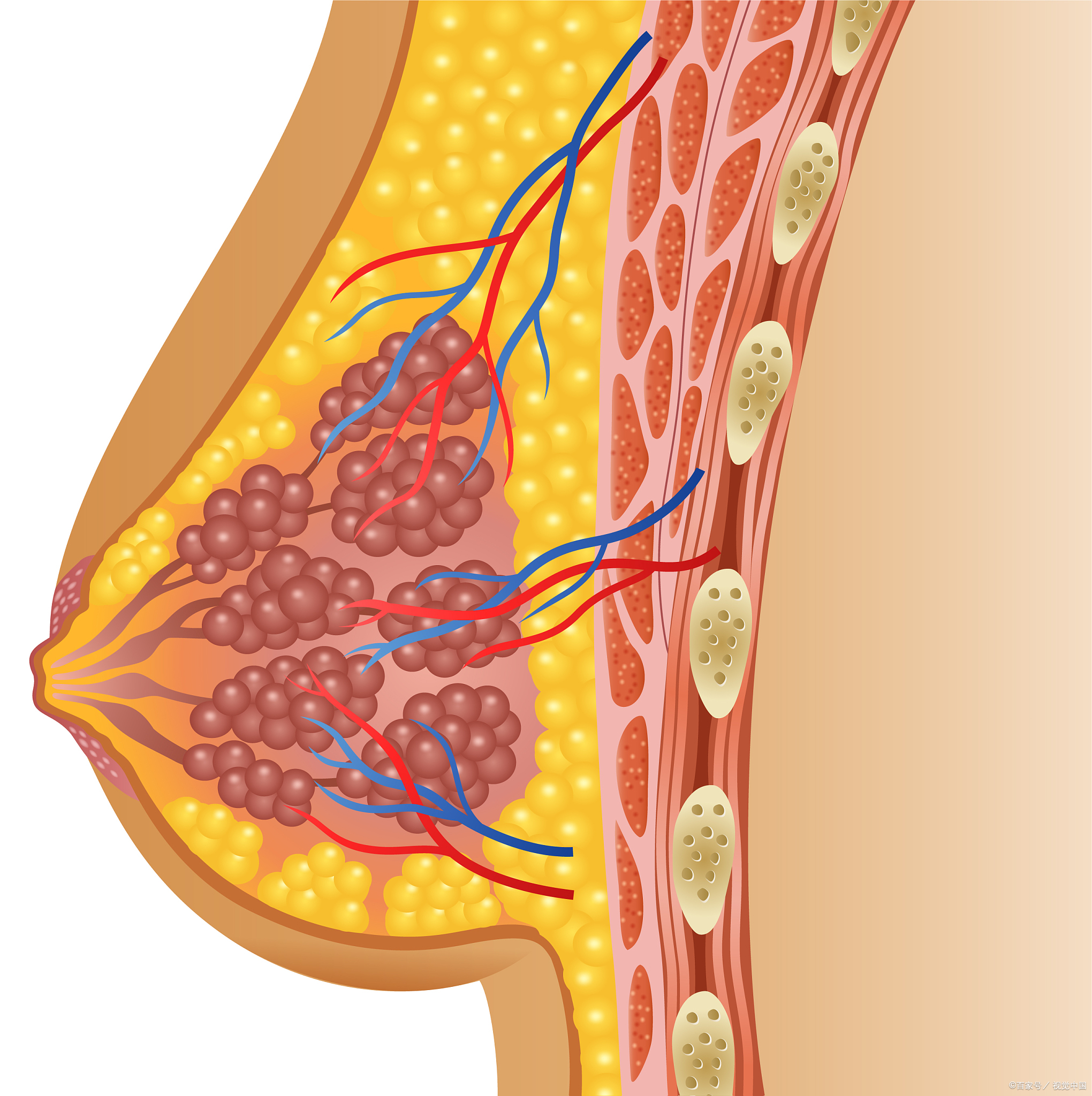 乳腺癌位置图图片