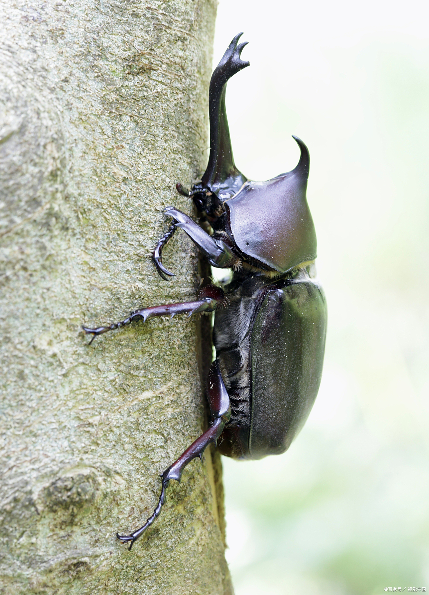 独角仙是害虫还是益虫