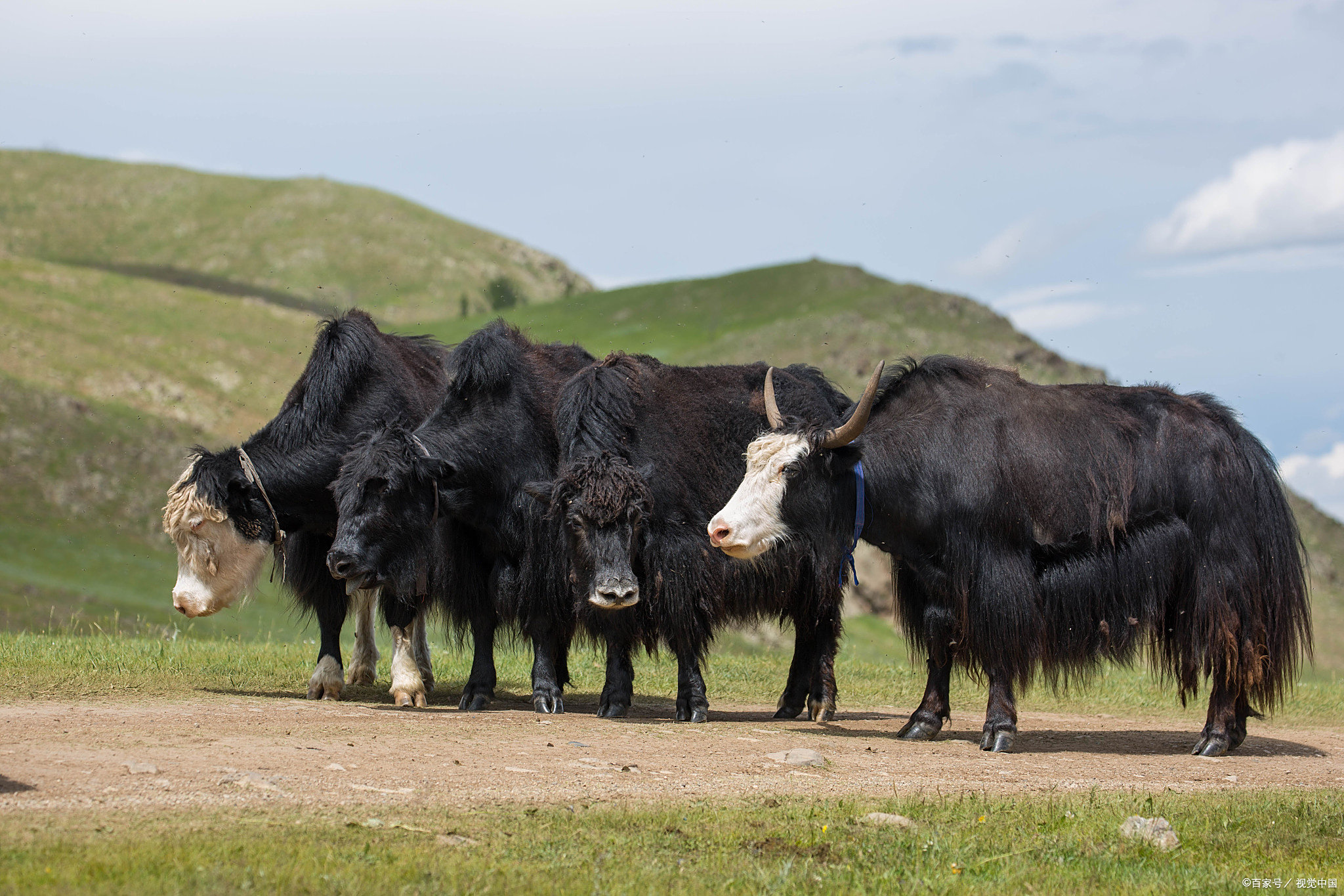 西藏牦牛肉为啥值得品尝?