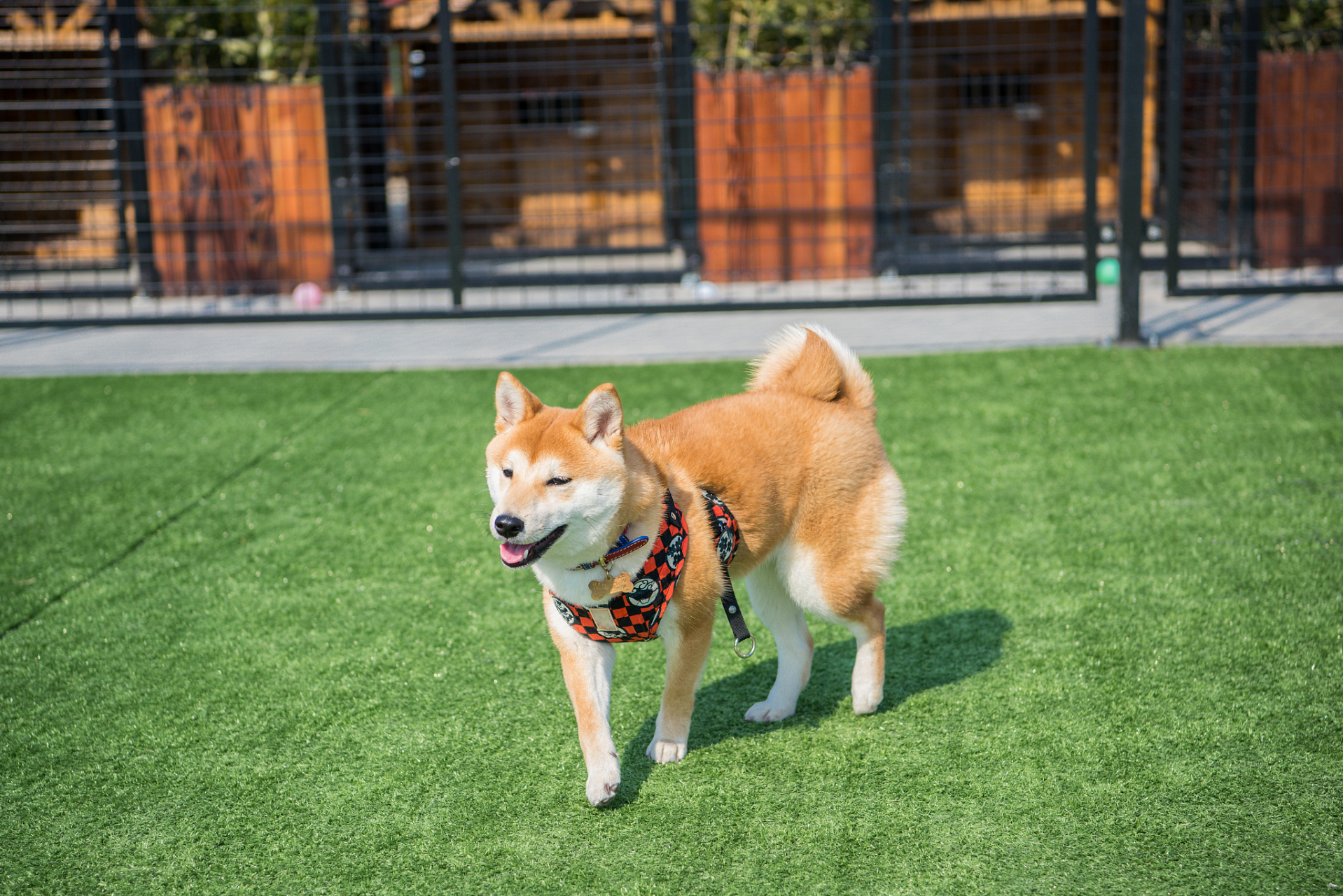 柴犬幼犬壁纸图片