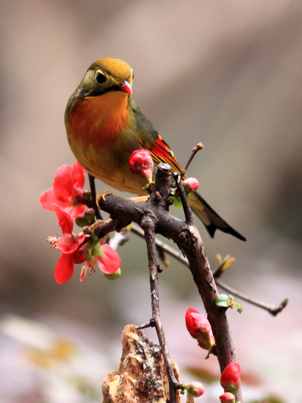 它们通常被视为忠贞爱情的象征,因此得名相思鸟.