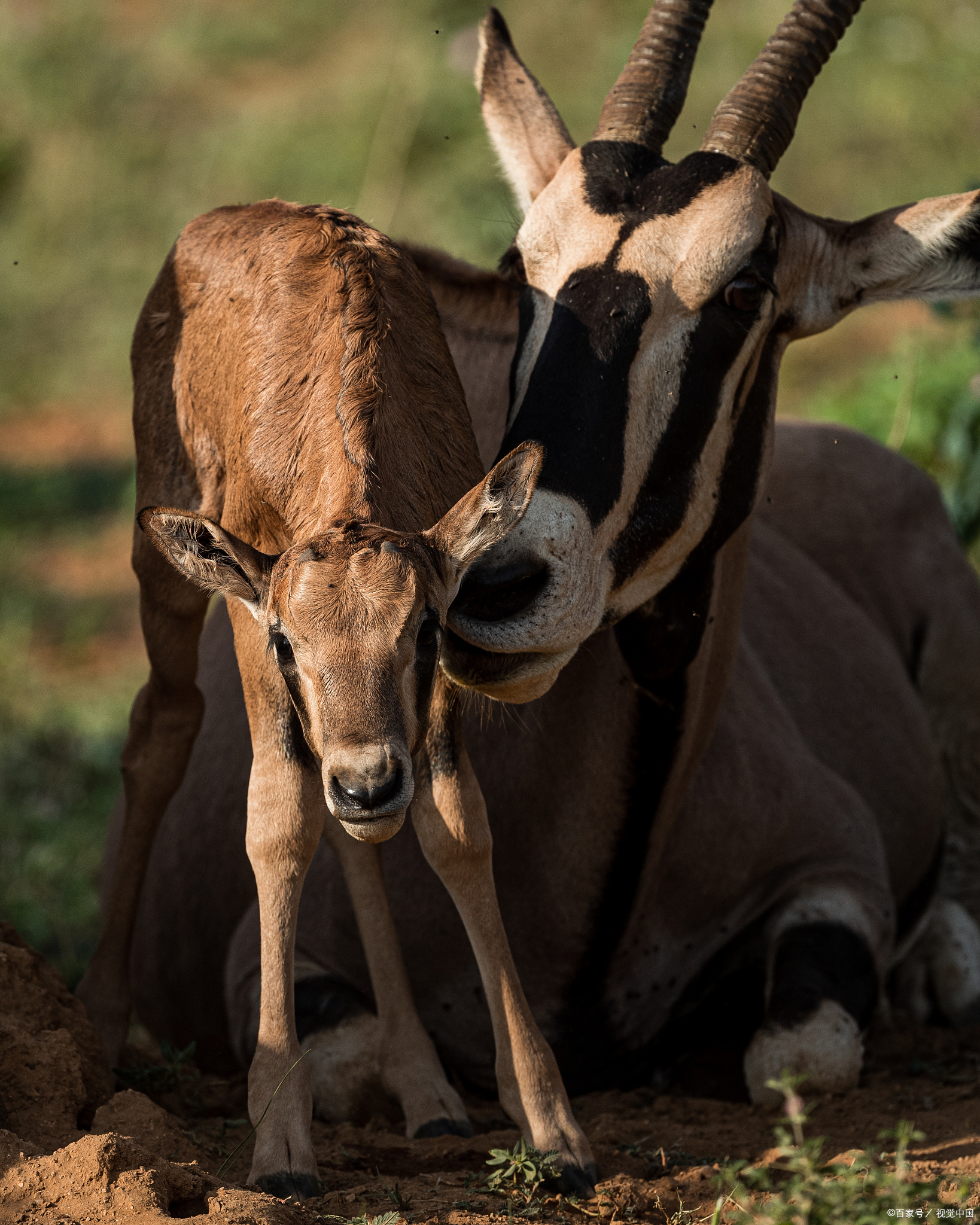 一文揭秘!羚牛凭啥能成为国家一级保护动物?