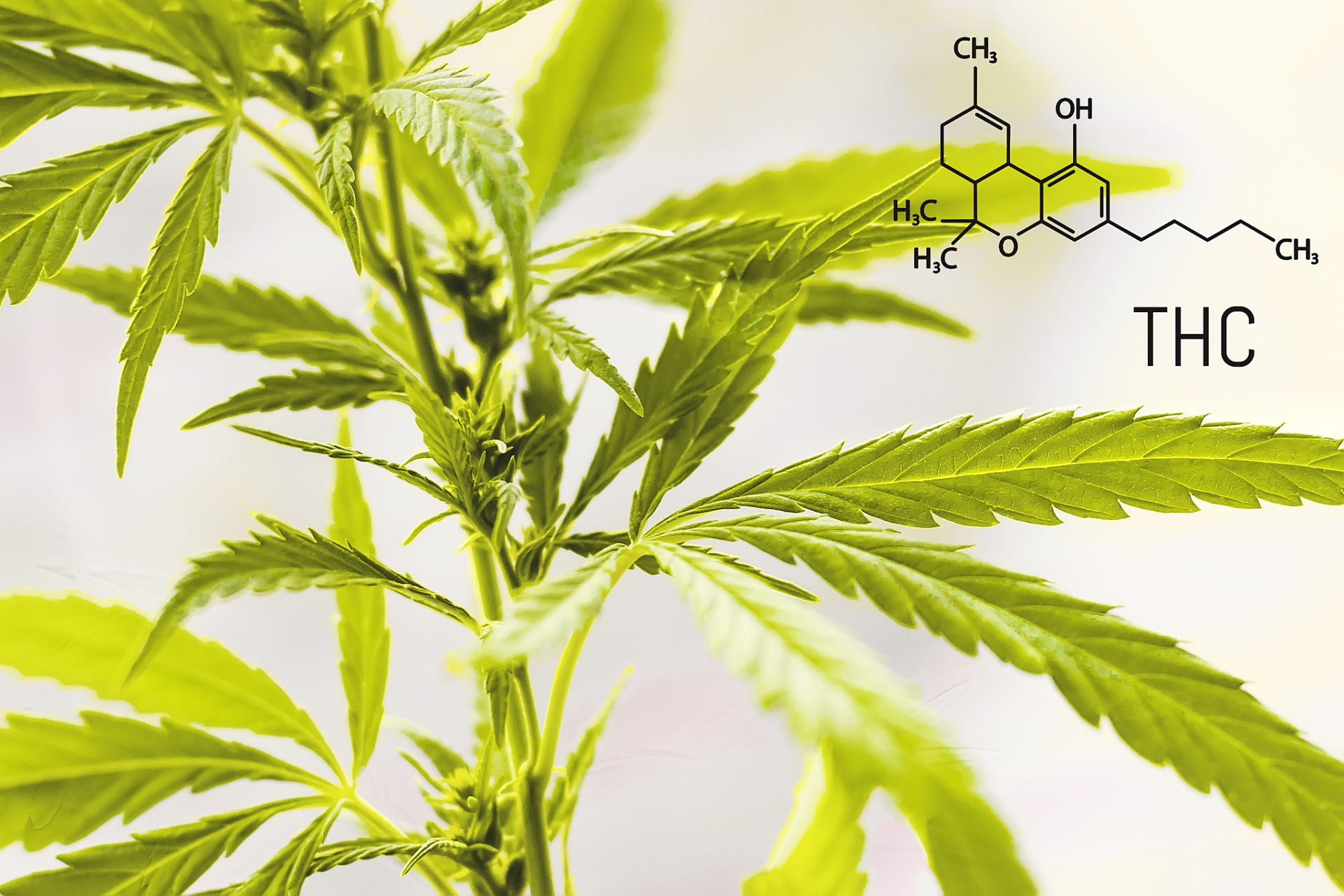 食品添加剂桉叶素,也称蓝桉油或桉叶油,是从桉树叶中提取的天然精油