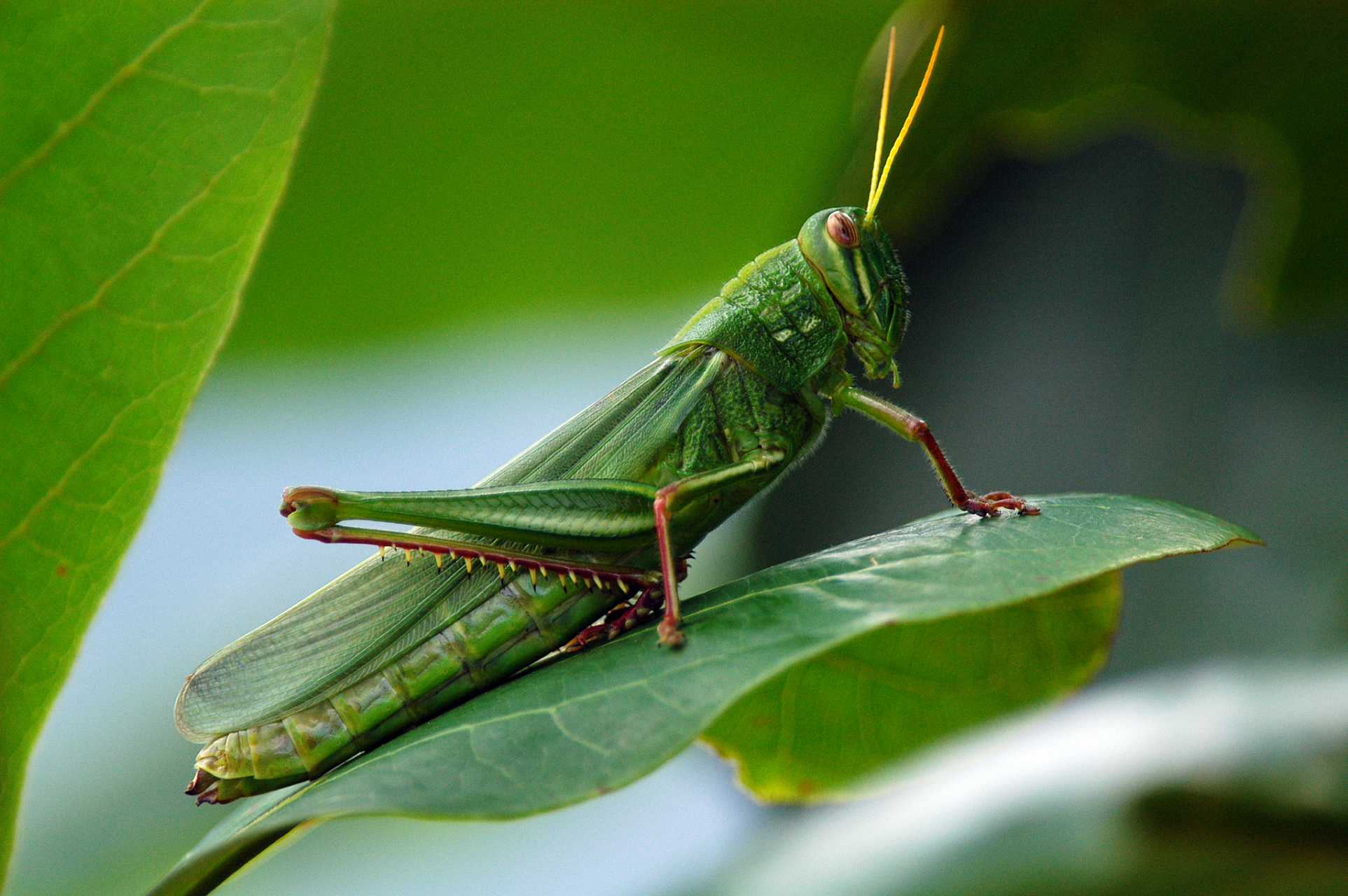蝗虫是一种有害昆虫,对农业构成重大威胁