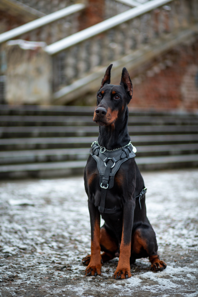 名犬排行榜前十名