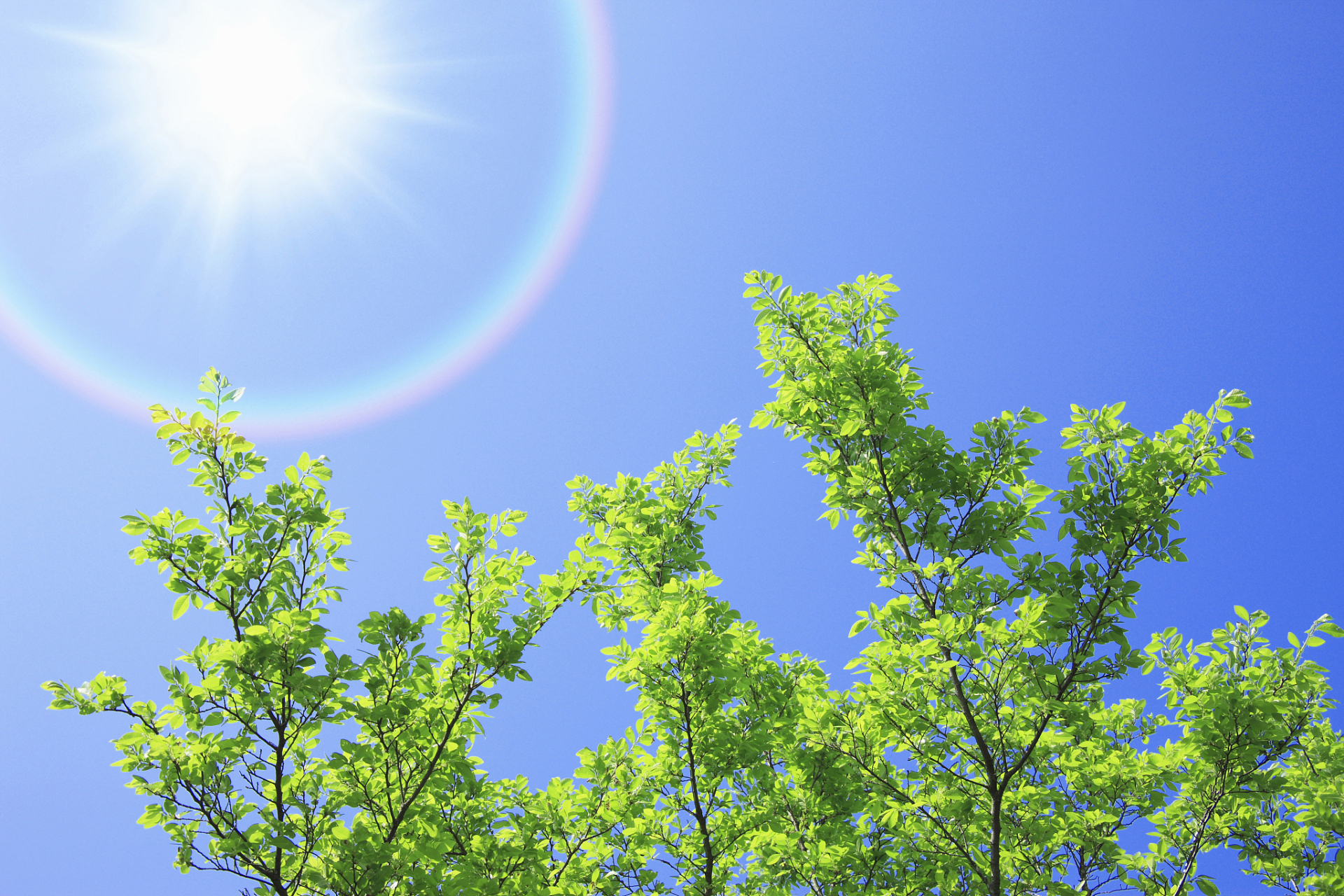 [原文:春之颂:绽放的美好]