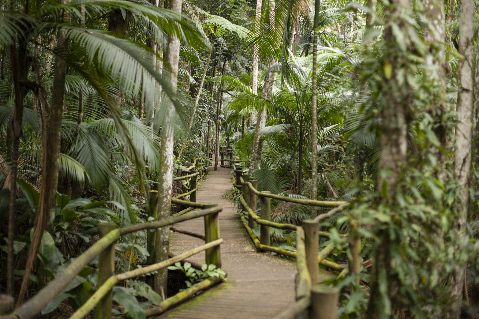 西双版纳原始森林公园内有北回归线以南保存最完好的热带沟谷雨林