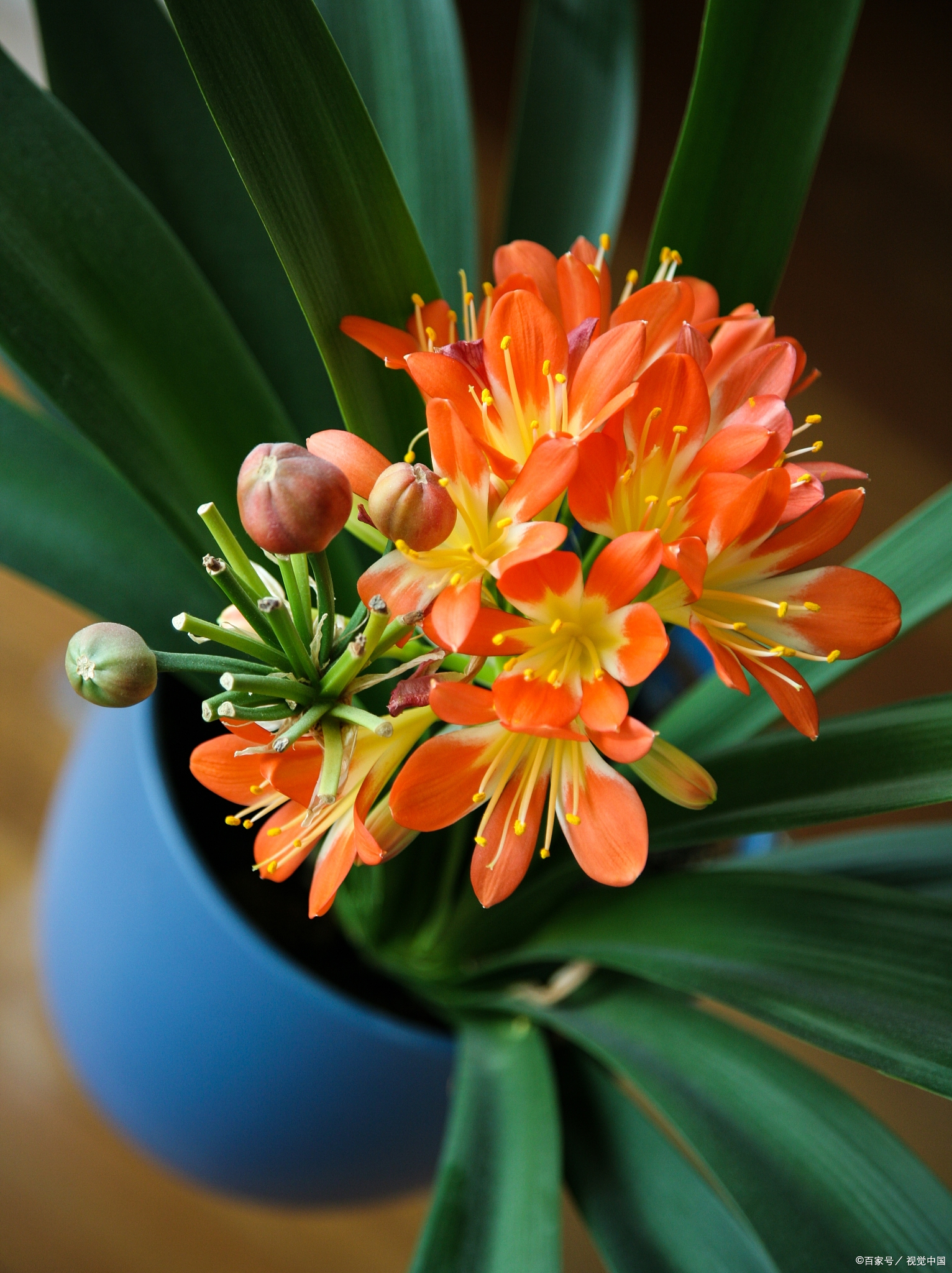 君子兰根系腐烂,是常见的植物生长问题,其发生常与过量浇水或土壤排水