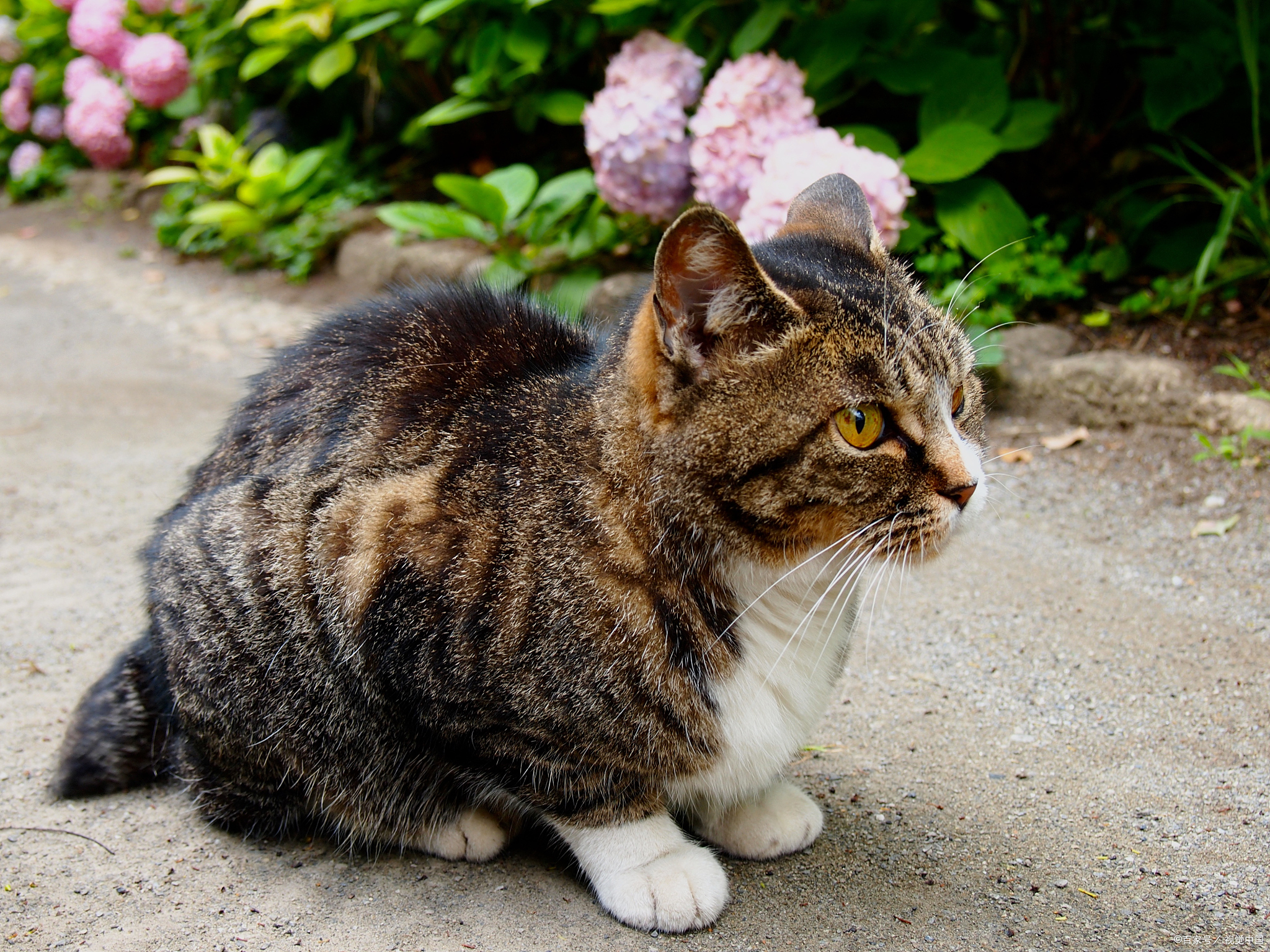 土猫有必要打猫三联吗?探寻科学养宠的必经之路