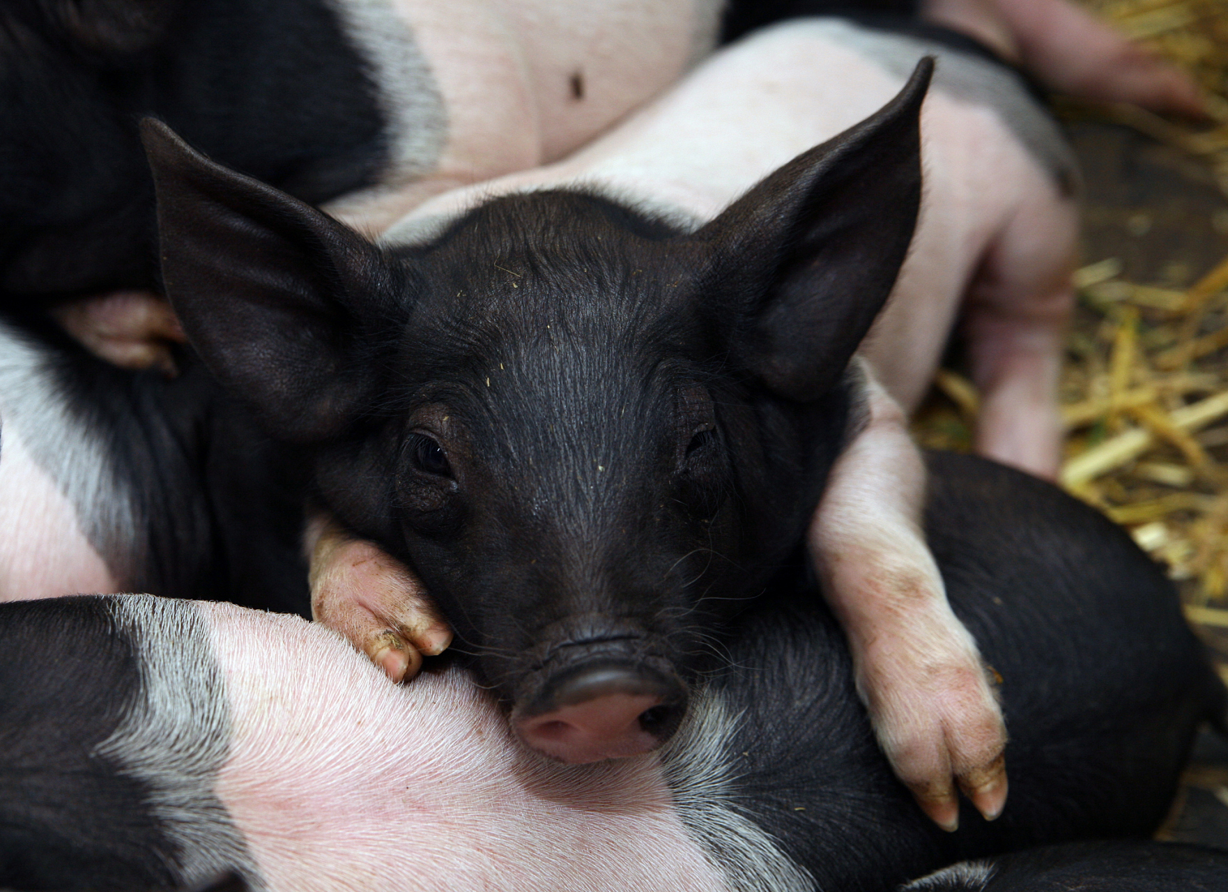 小香猪的一个显著优点就是它们的自律性.