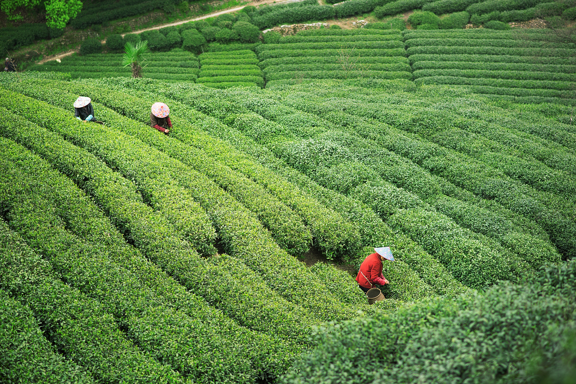 亚运fun体验#杭州龙井茶园——品味中国传统的绿茶文化 杭州龙井茶园