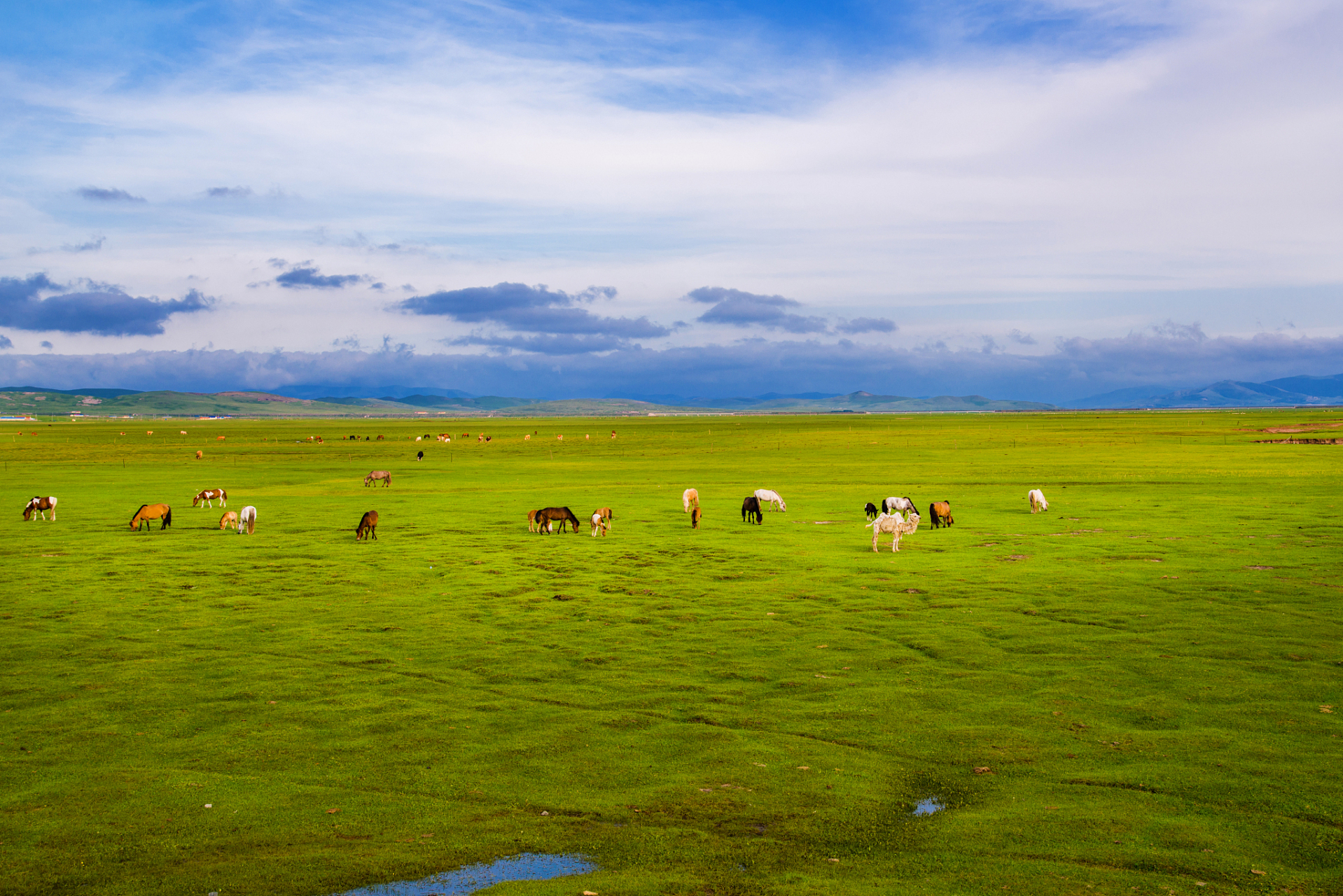 7月的若尔盖大草原,是一片美不胜收的景色.