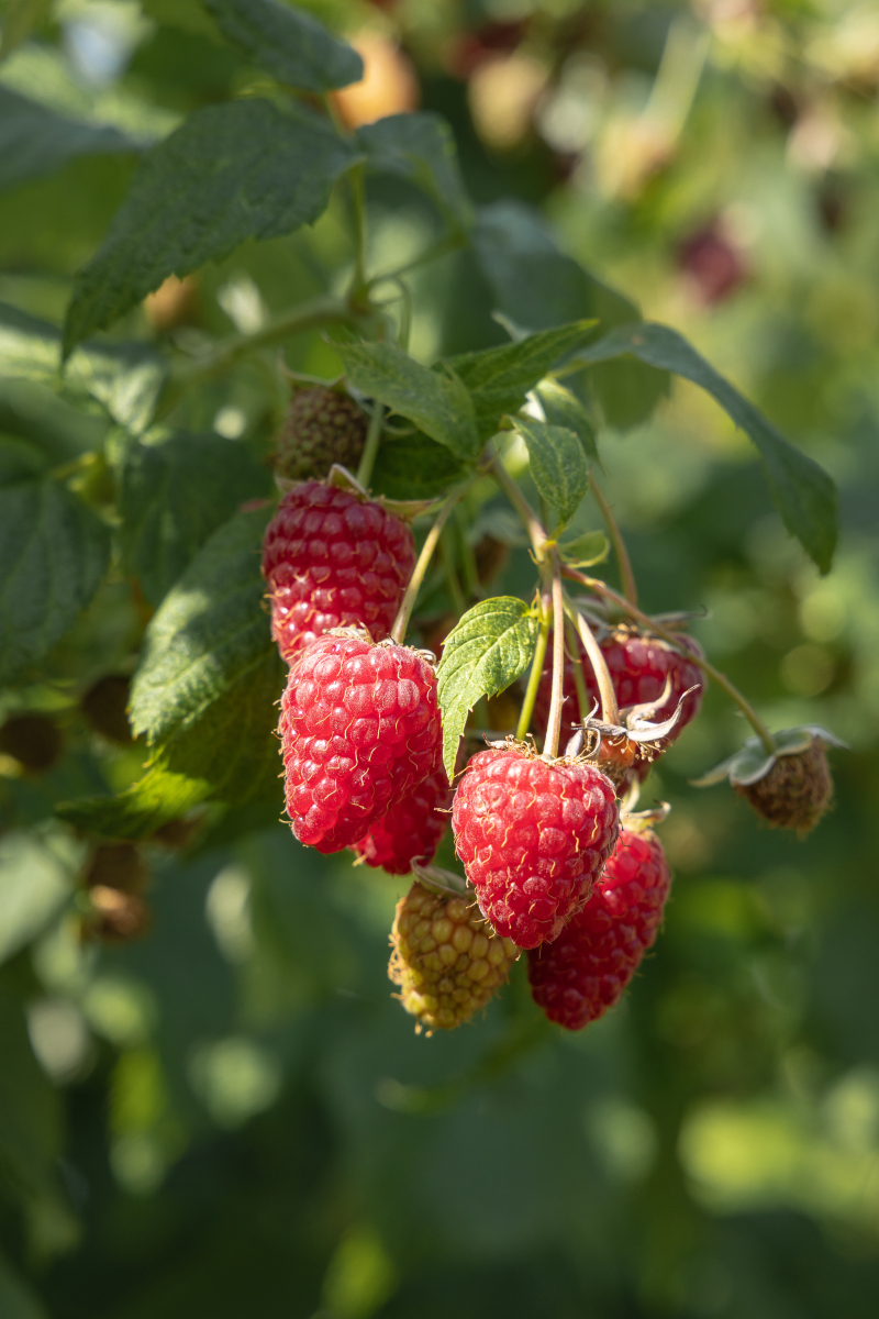 酸甜可口的果实正悄然成为健康养生的新宠