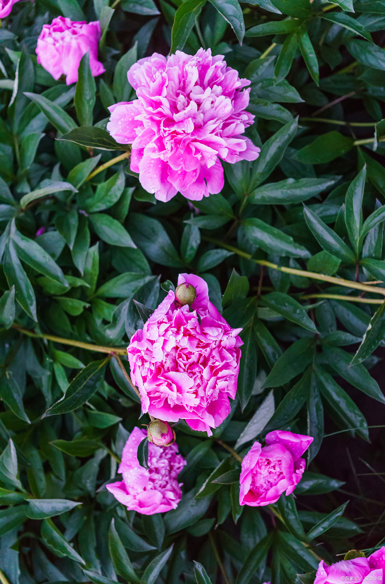 牡丹芍药姊妹花,花形相似,教你"4点细节",轻松区别它