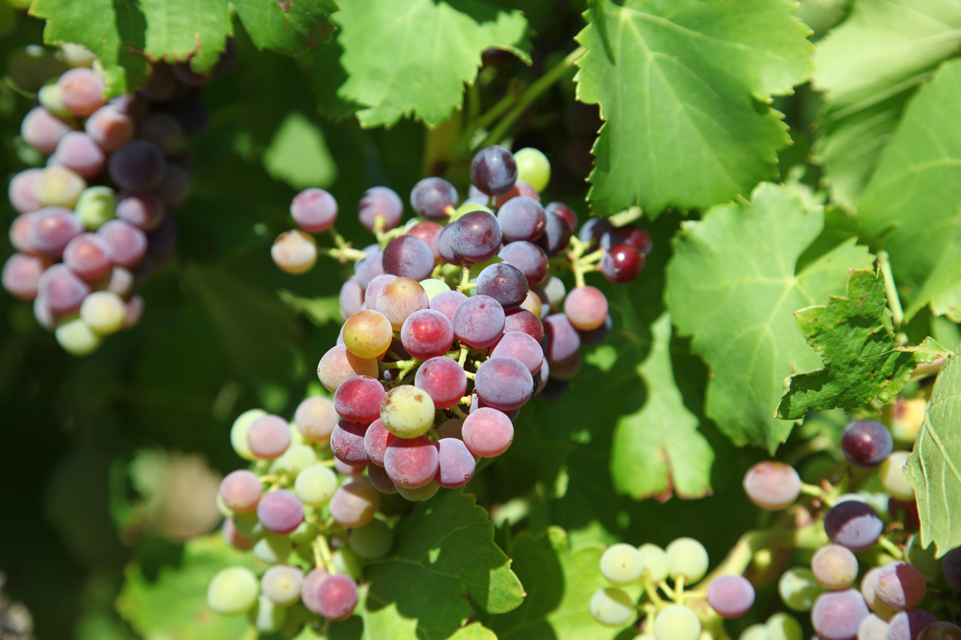 水果# 8月是夏季的尾巴,也是水果的丰收季节.