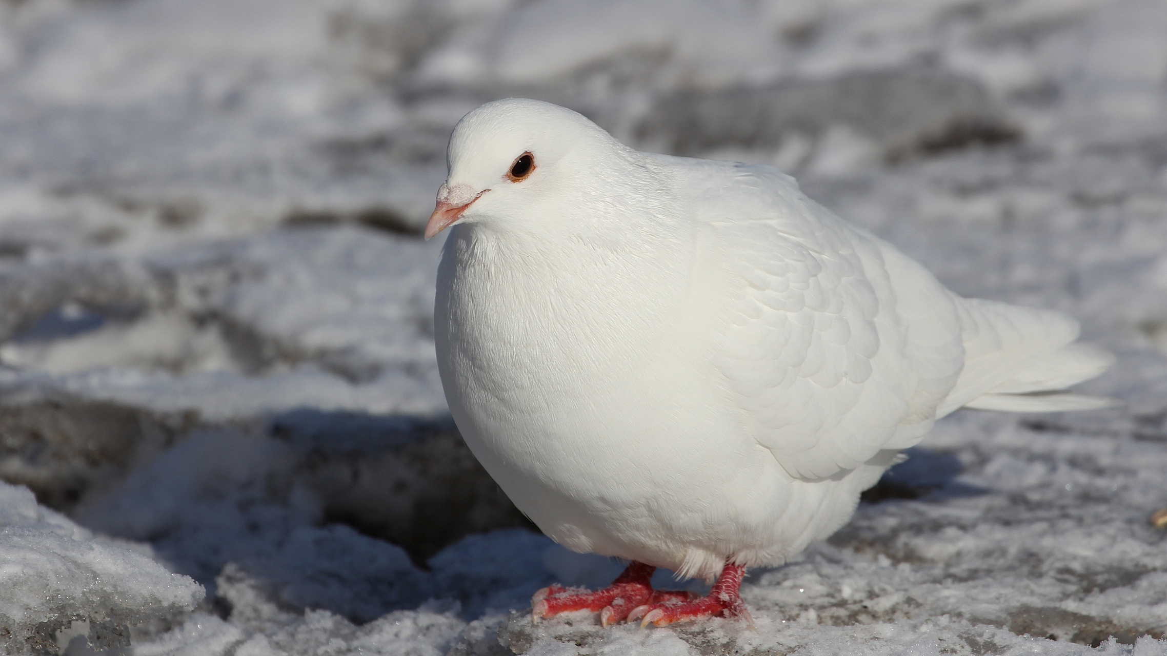 捕捉冬季美好瞬间# 在雪地里发现一只勇敢的雪鸽,它比我还会飘,可能