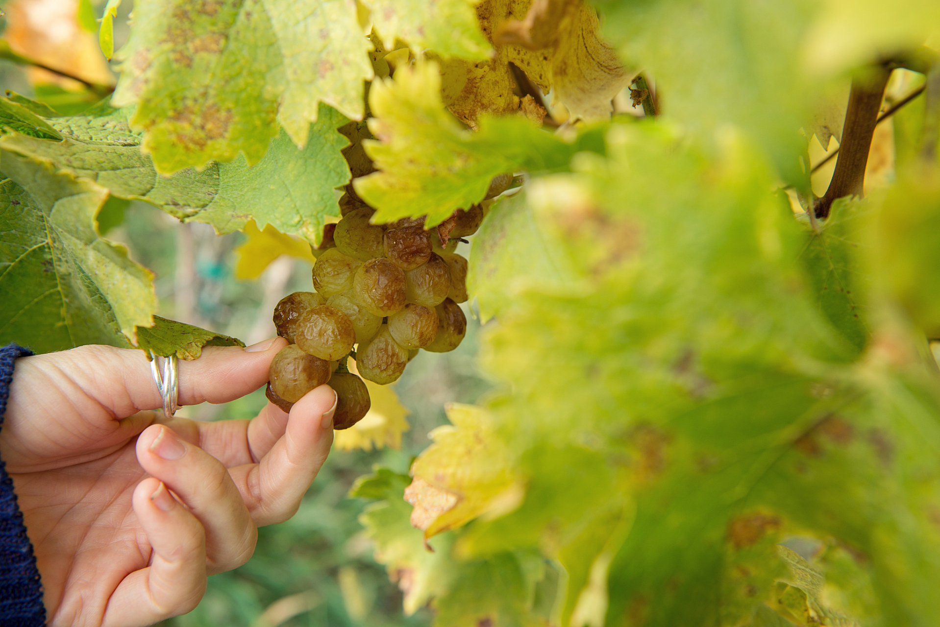 葡萄气灼病,也叫缩果病,是葡萄生理性病害中的一种,是由于"生理水分