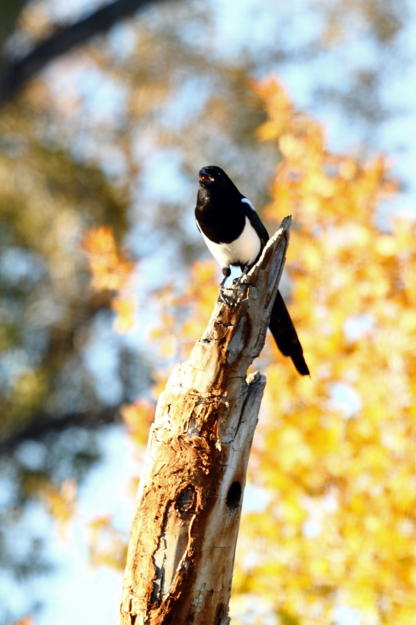 喜鹊是一种黑白相间,长尾,聪明而有争议的鸟类.