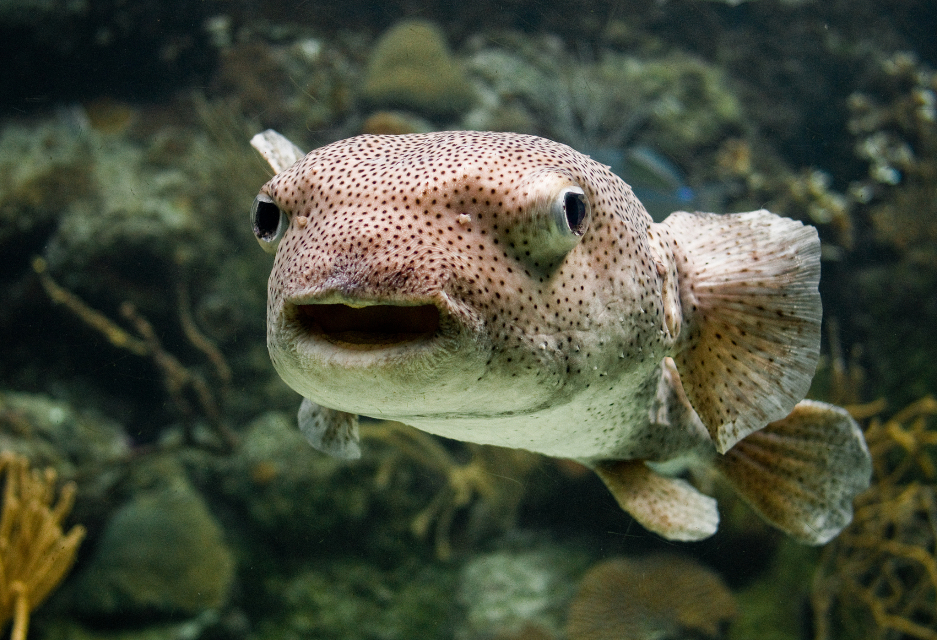 [原文:气鼓鱼和河豚的区别]