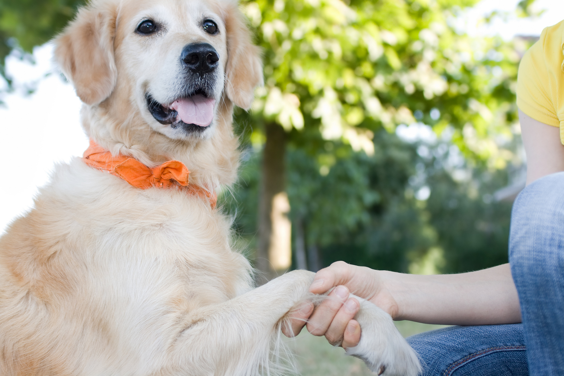 准备奖励:选择一种对你的狗具有诱惑力的奖励,例如小零食或狗狗最